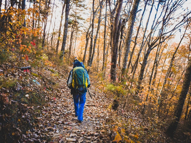 Hiker walking through forest in Georgia