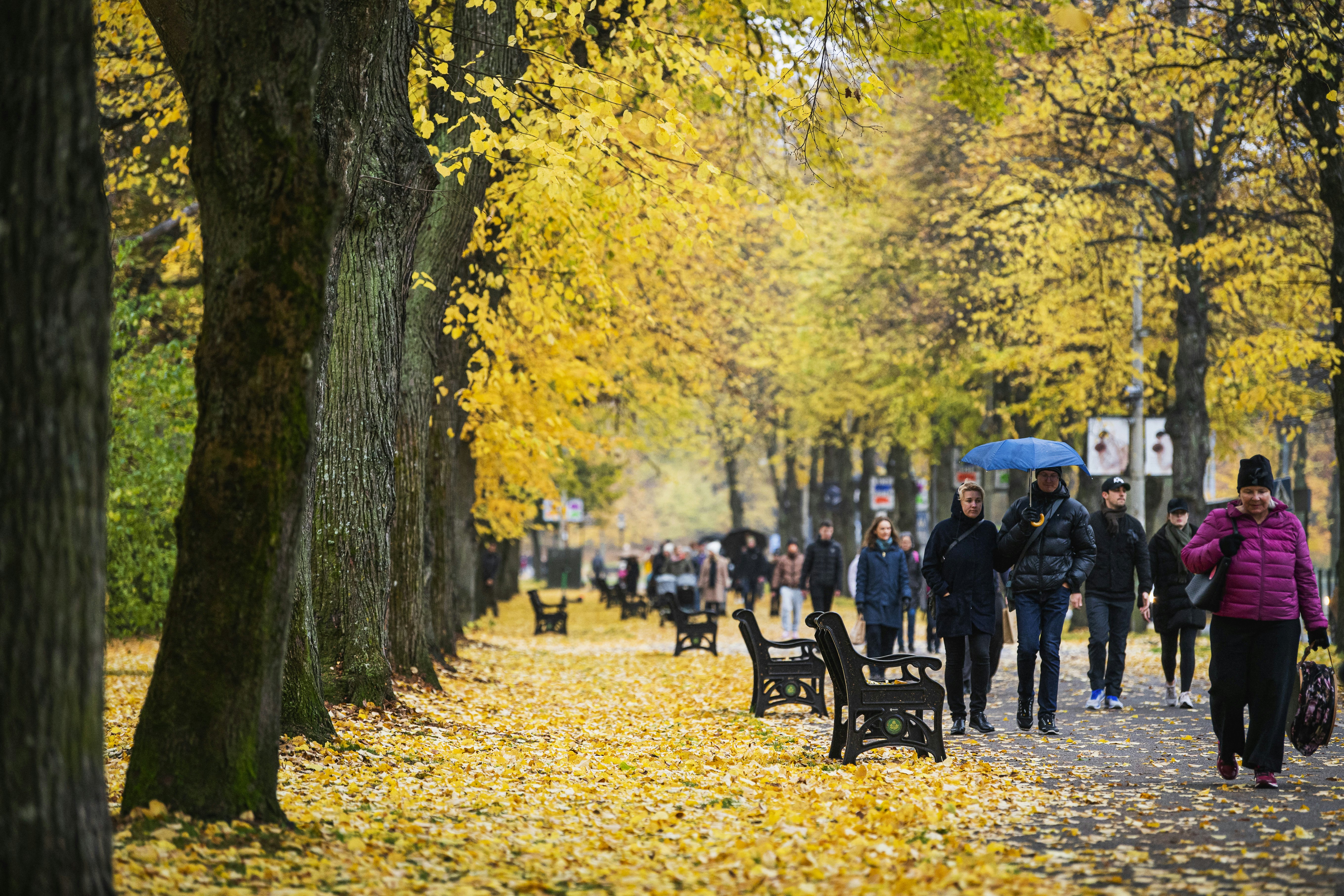 People walk under colourful autumnal trees at Djurgården in Stockholm