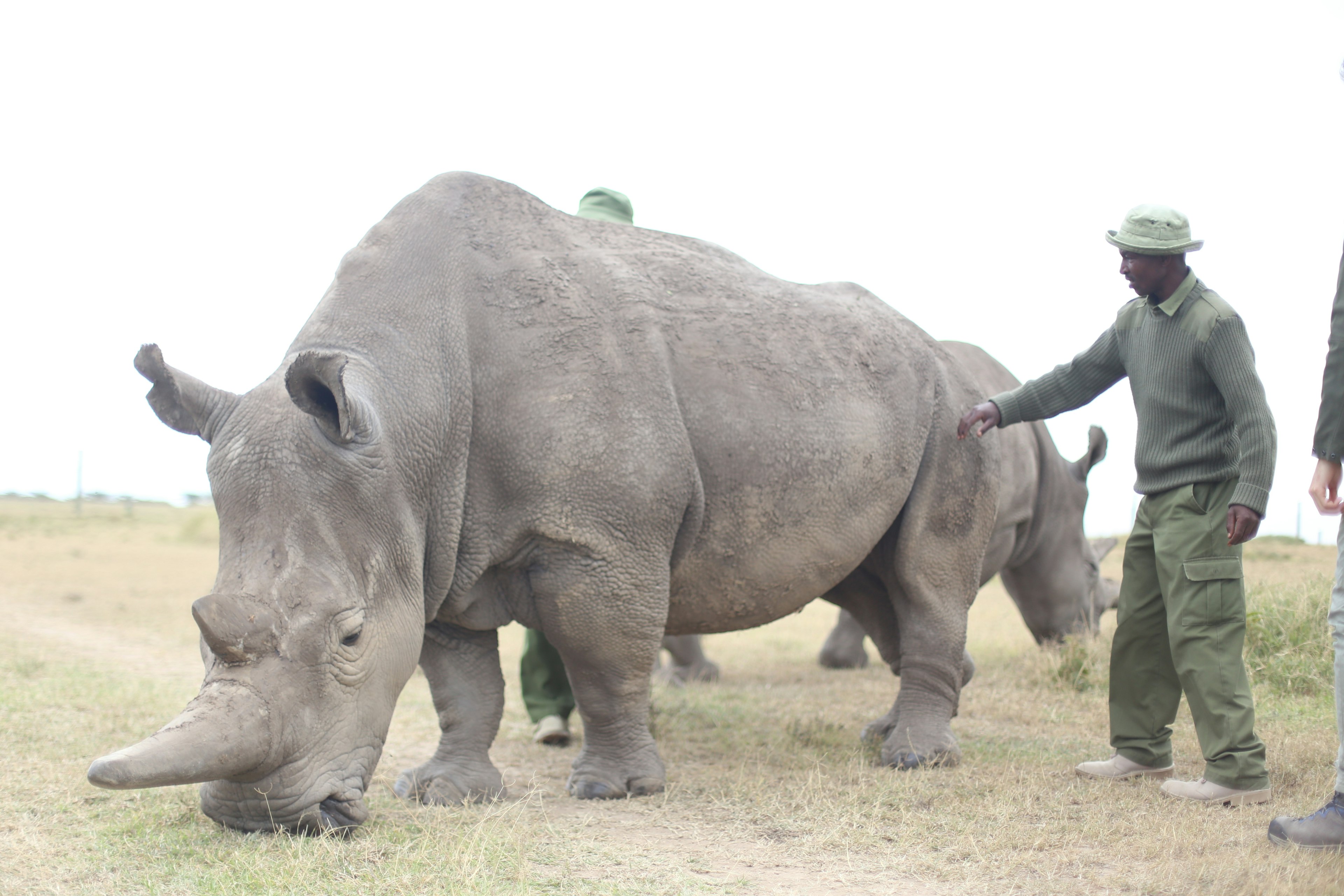 A keeper stands next to a black rhino, Ol Pejeta Conservancy, Kenya