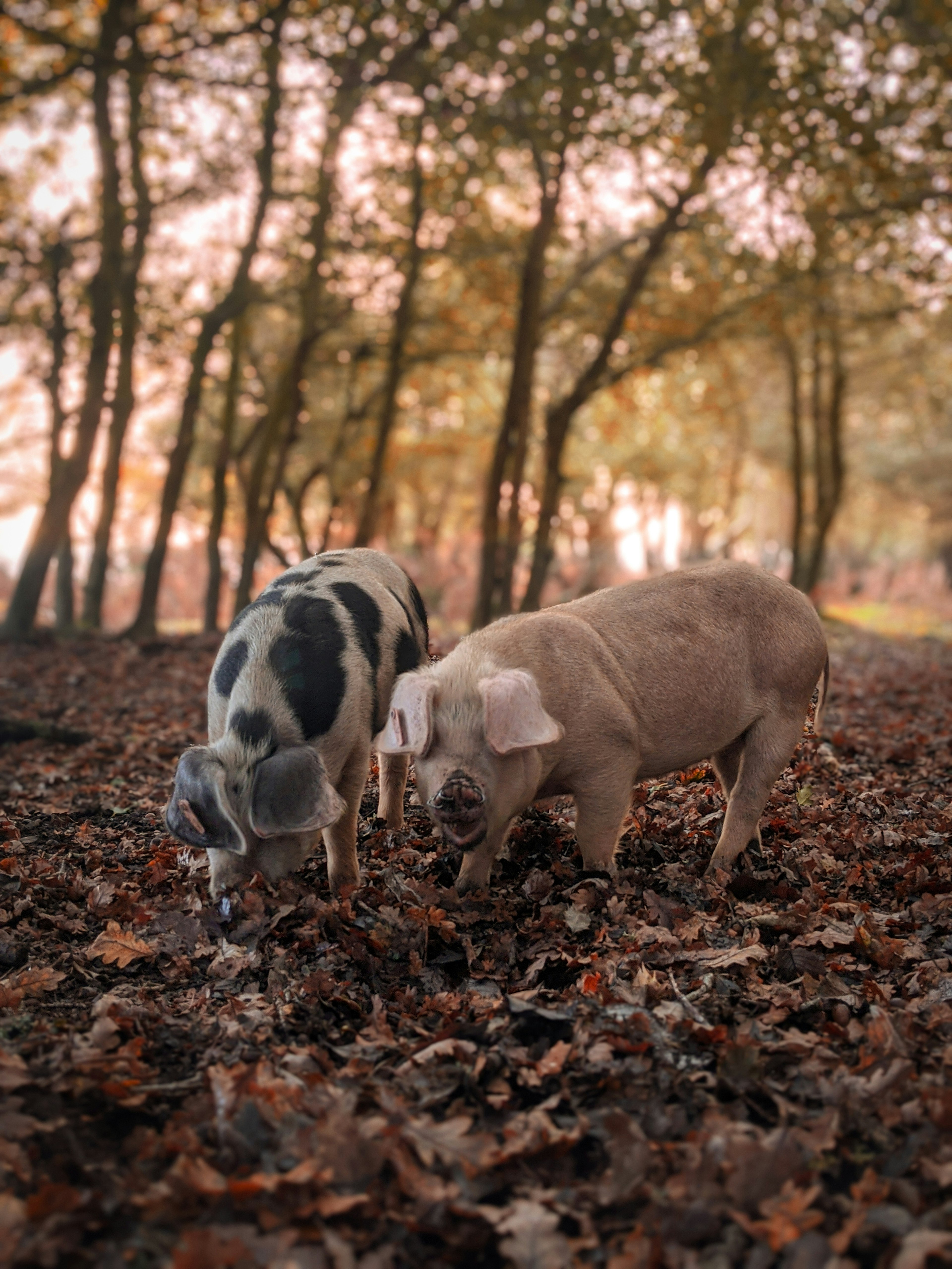 Two pigs in the forest snuffle around in the leaves on the floor of the forest