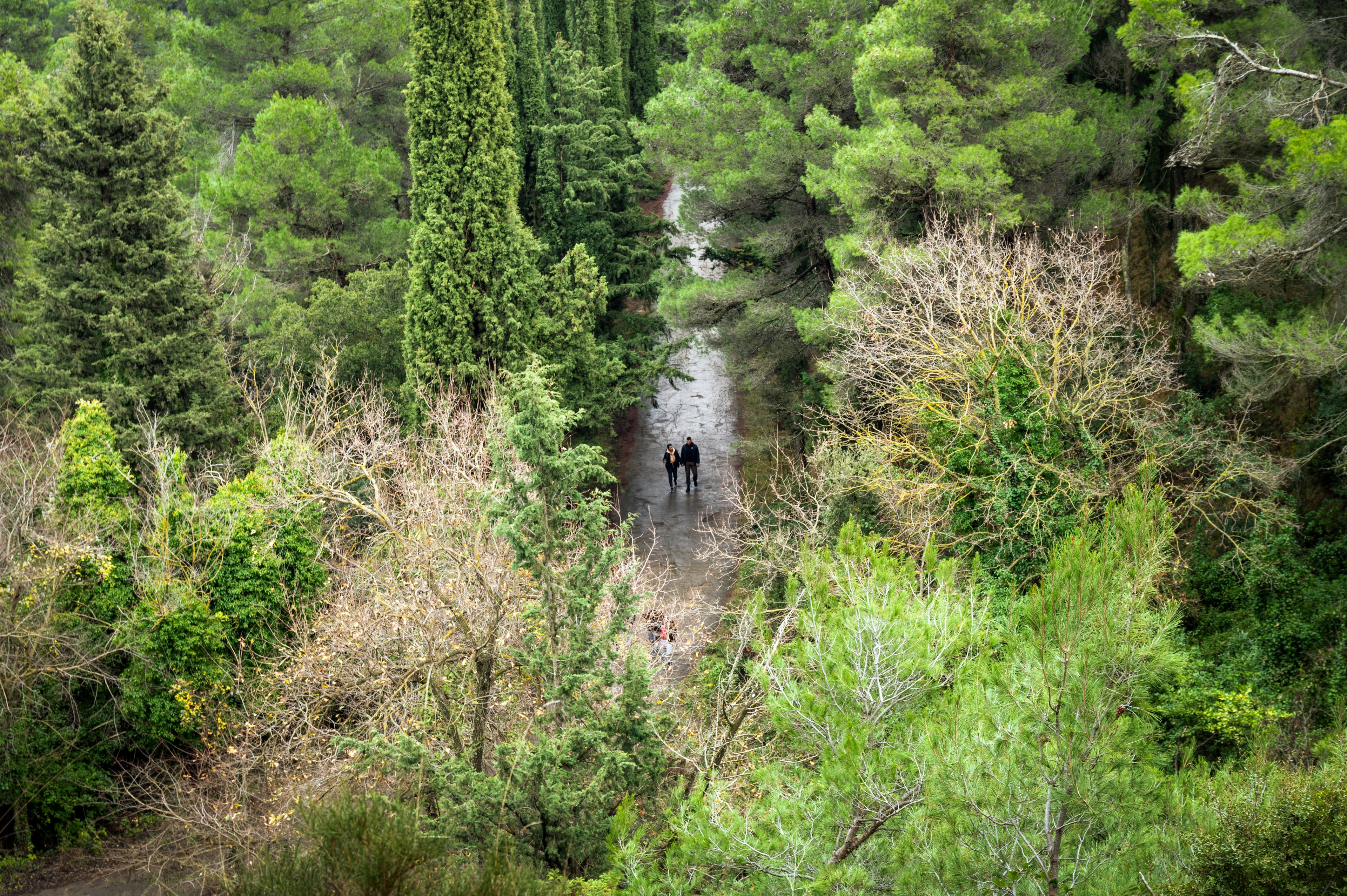 Drone shot of two people in the forest