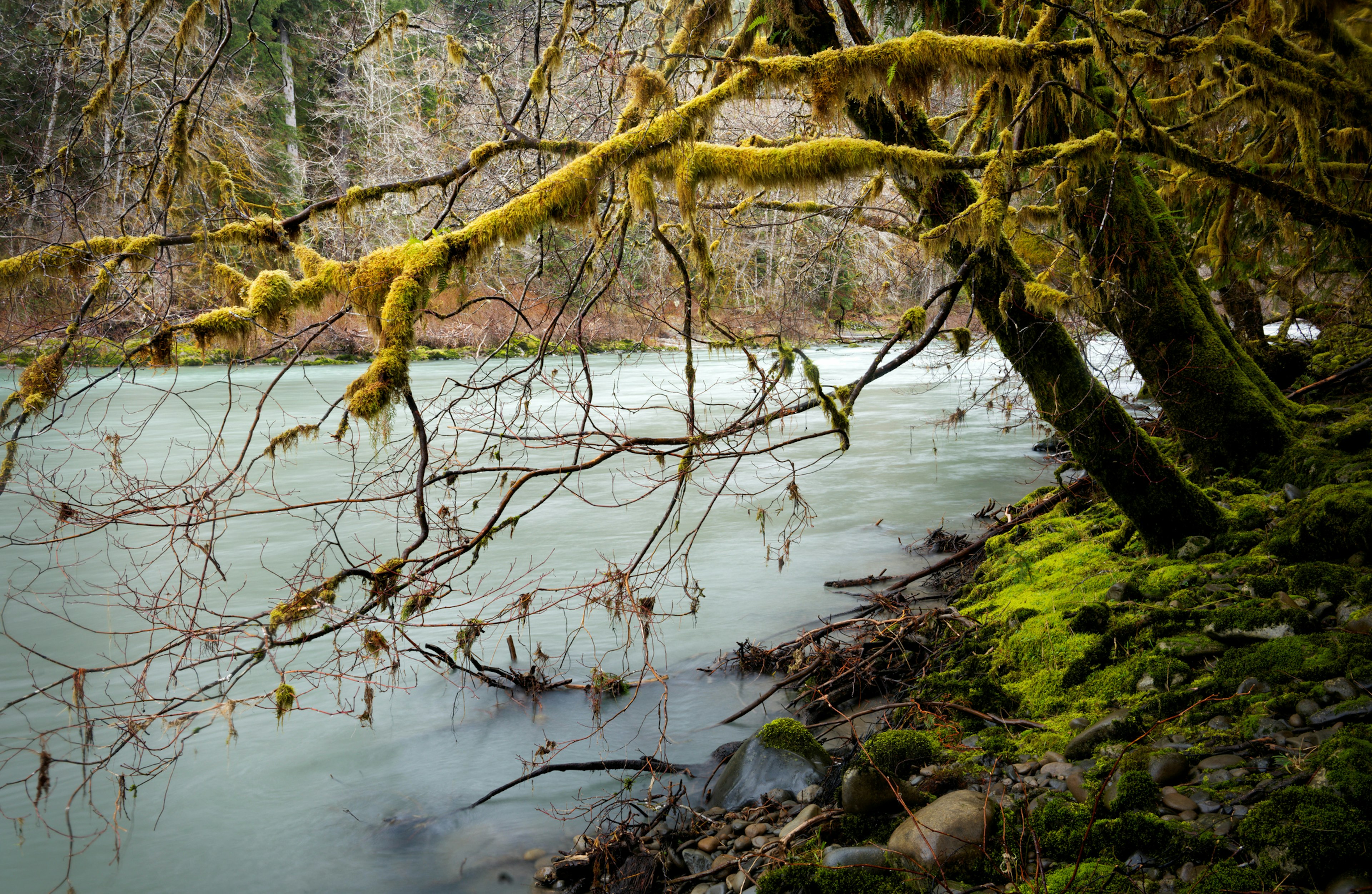 Scenic view of lake in forest,Queets River,Washington,United States,USA