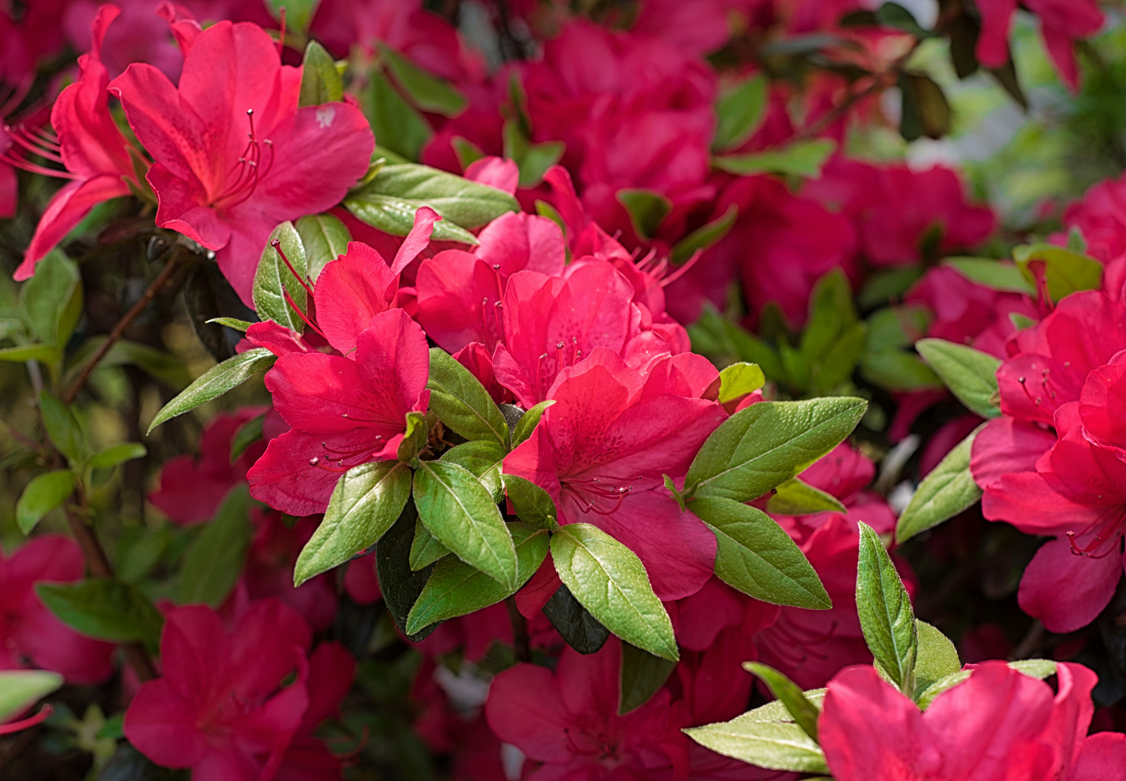 A close-up shot of pink azalea blossoms