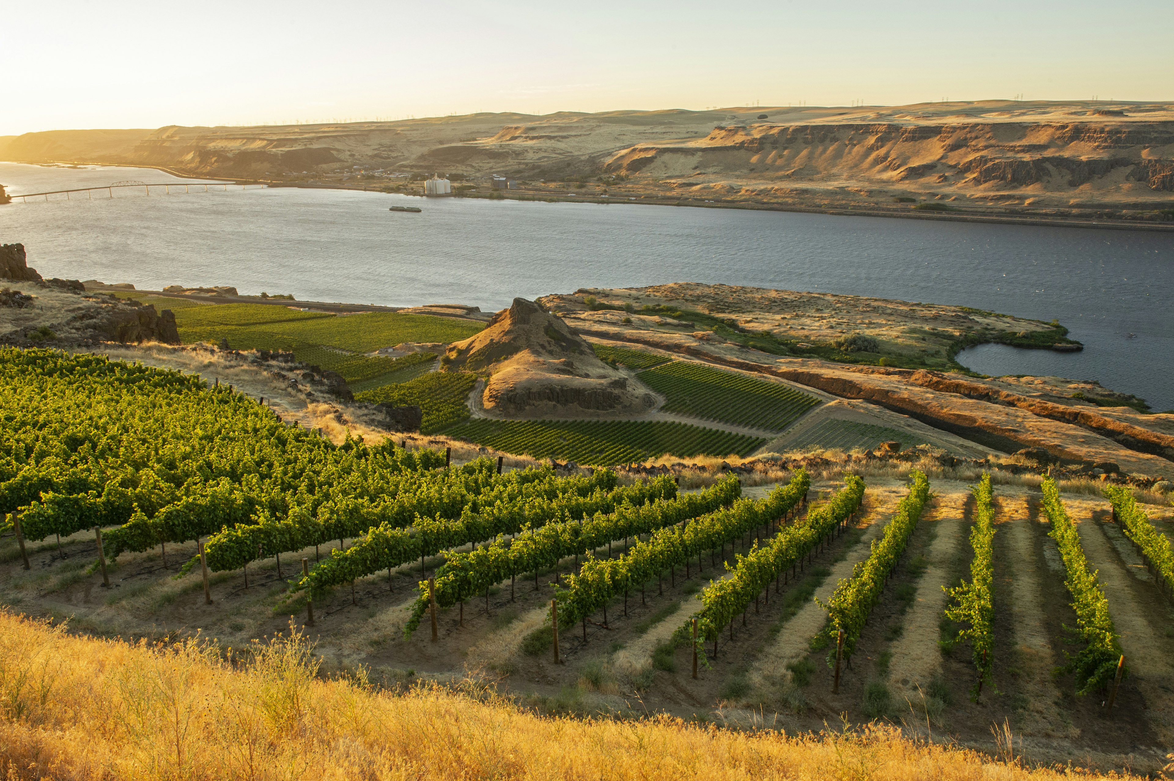 Vineyards on the steep slopes above the Columbia River, Washington