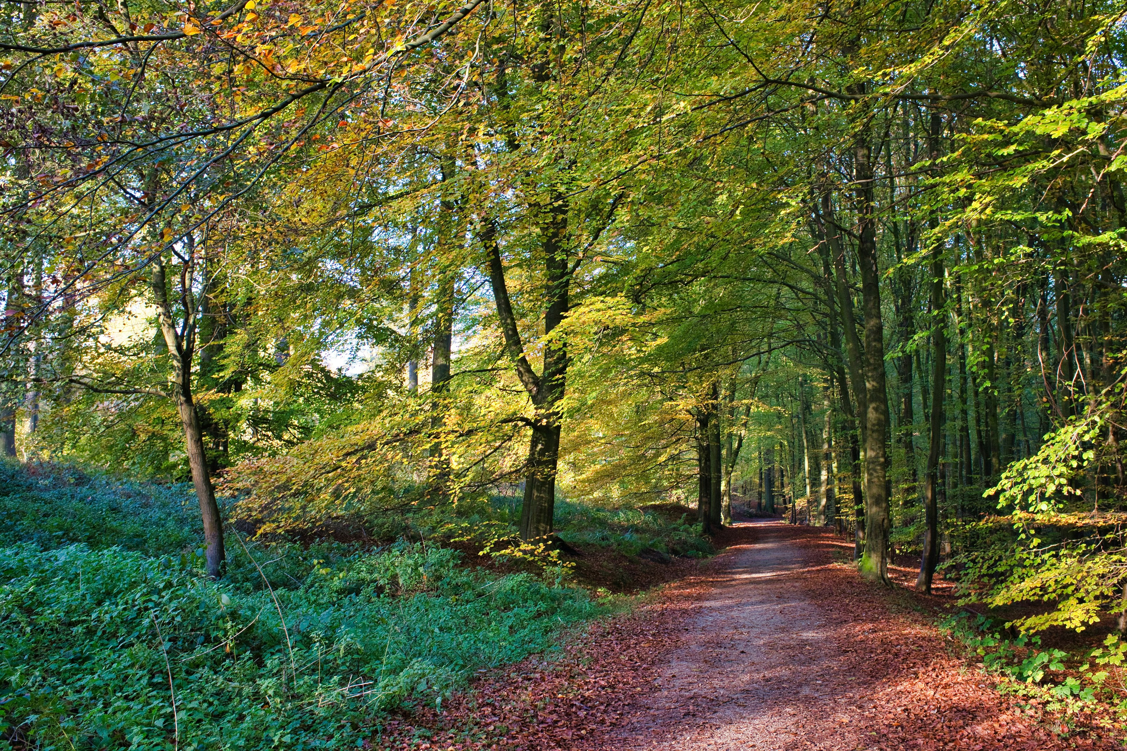 A pathway in the middle of trees on a sunny summer day in Forêt de Soignes, Brussels