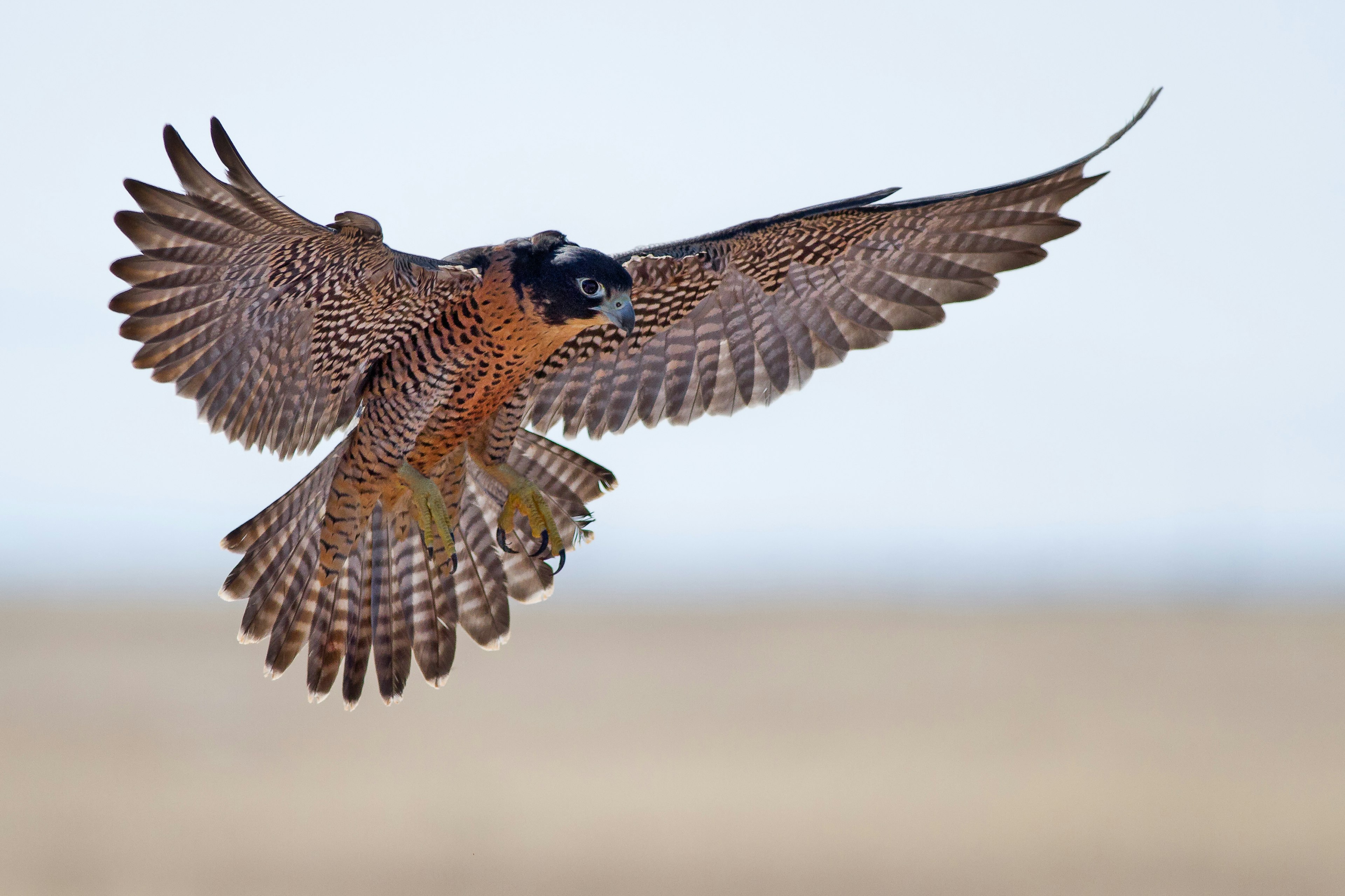 Peregrine Falcon