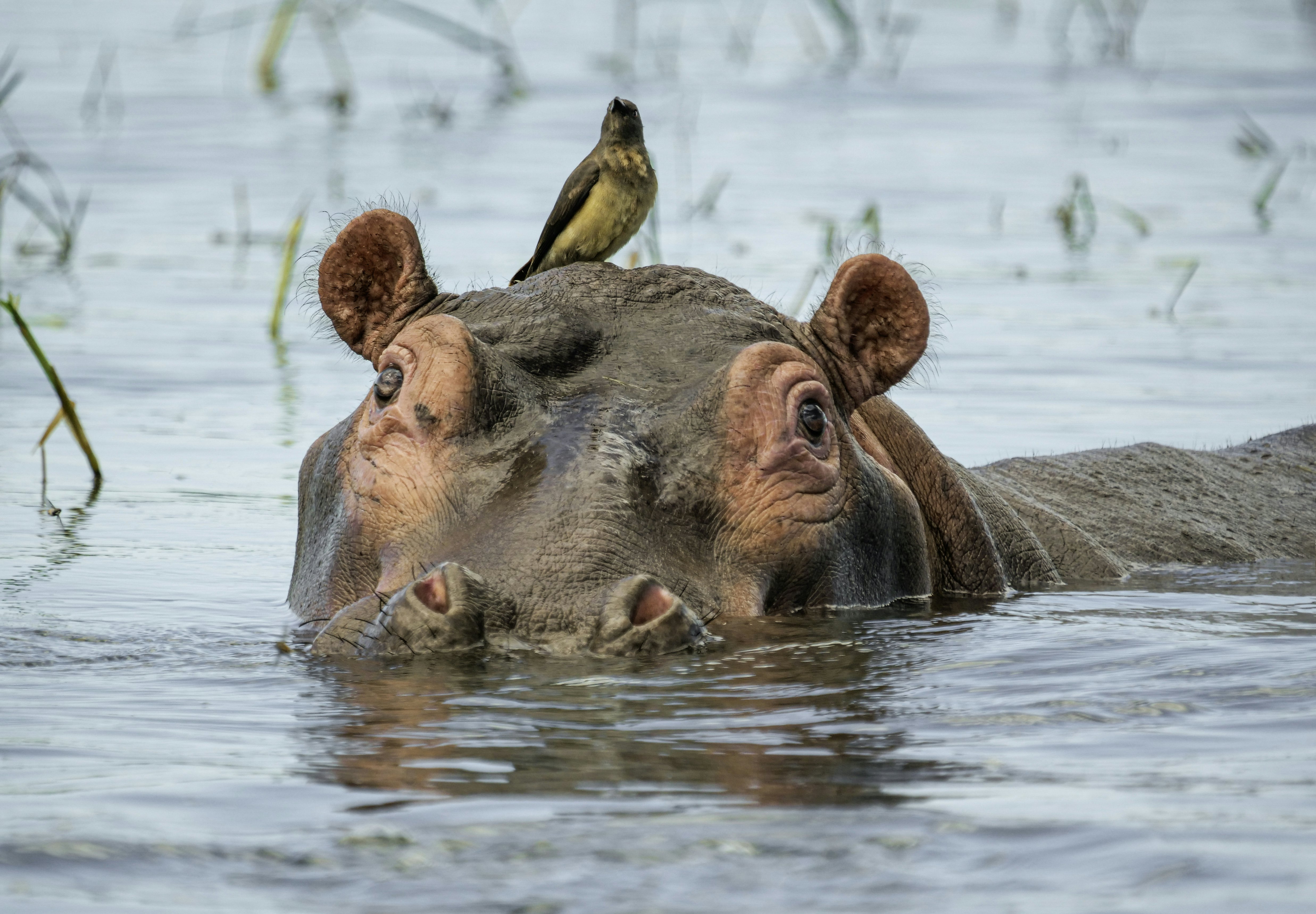 A hippo rises its head above the river surface and an oxpecker bird stands on its head