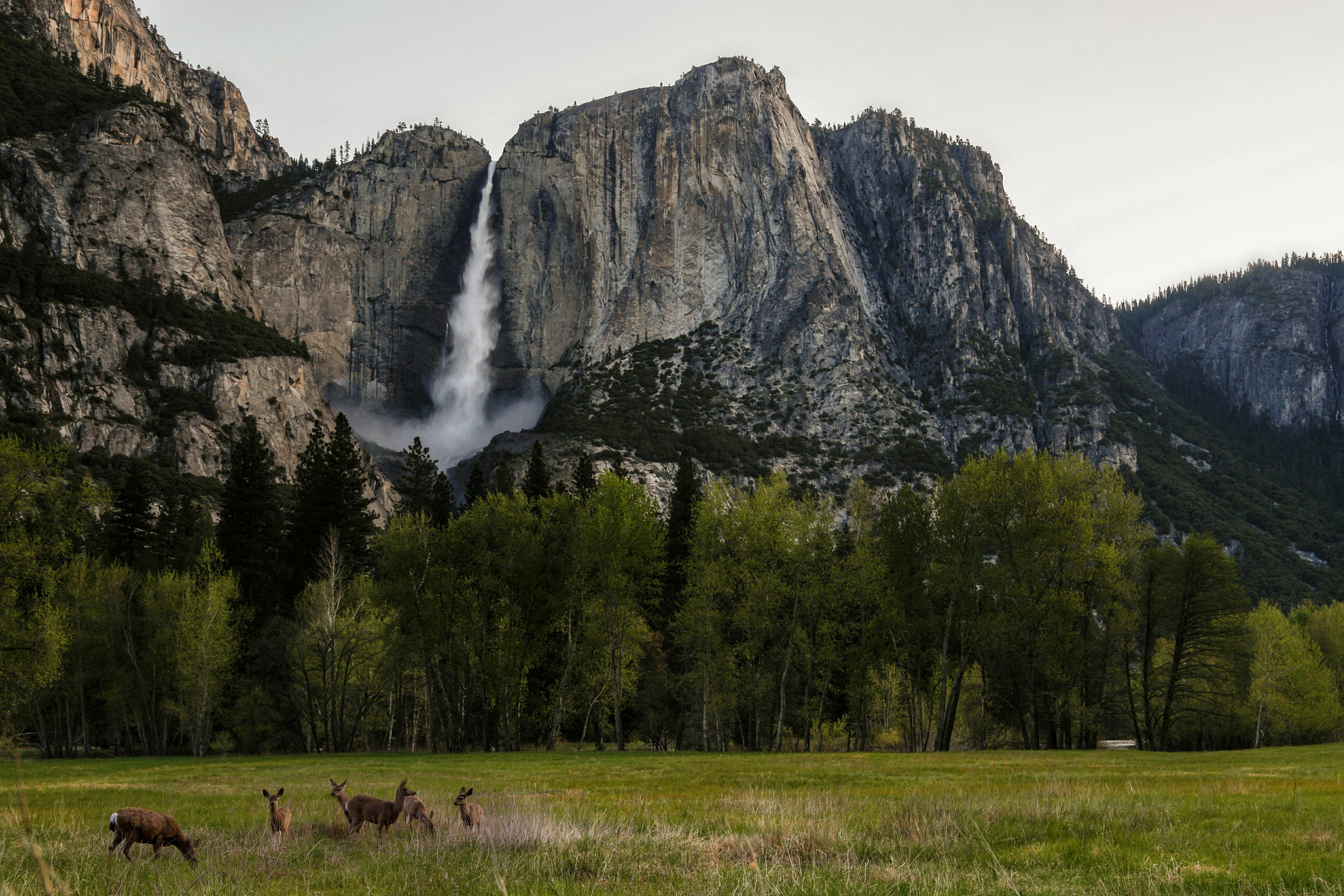 Deer grazing in a meadow near the base of Yosemite Falls, Yosemite National Park