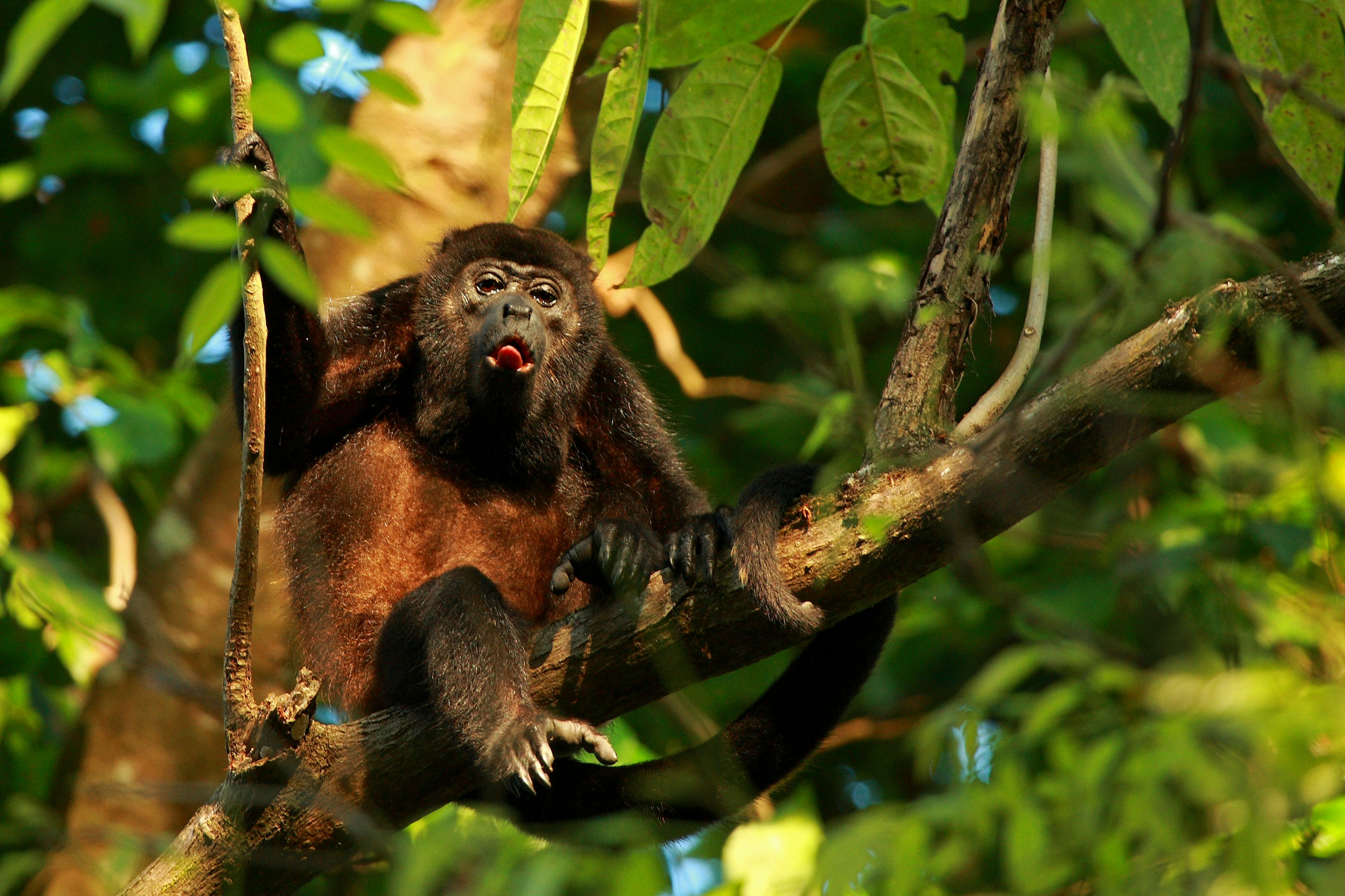 Howler monkey in a tree in Cabo Matapalo, Costa Rica