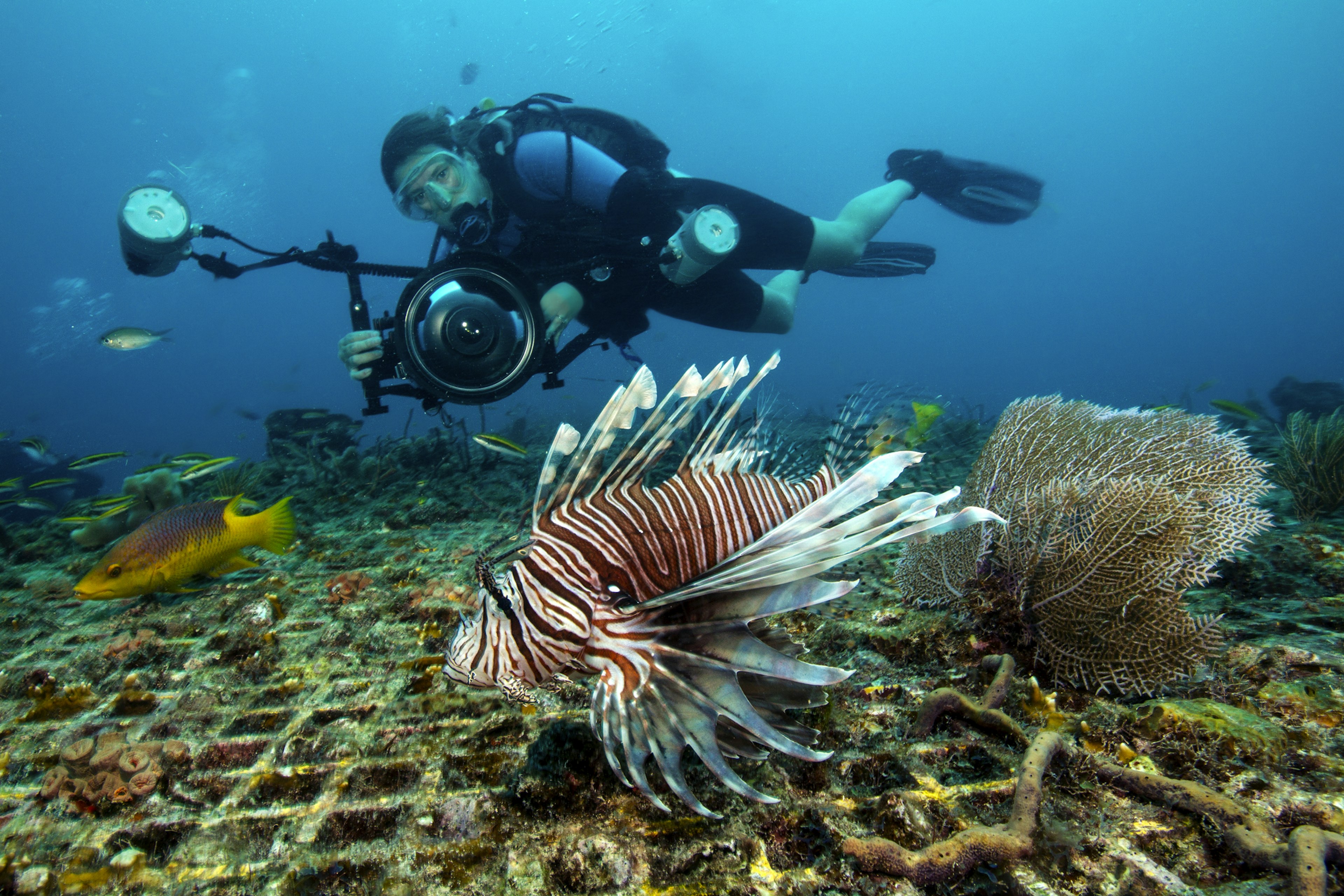 Invasive Species in the Atlantic Ocean.