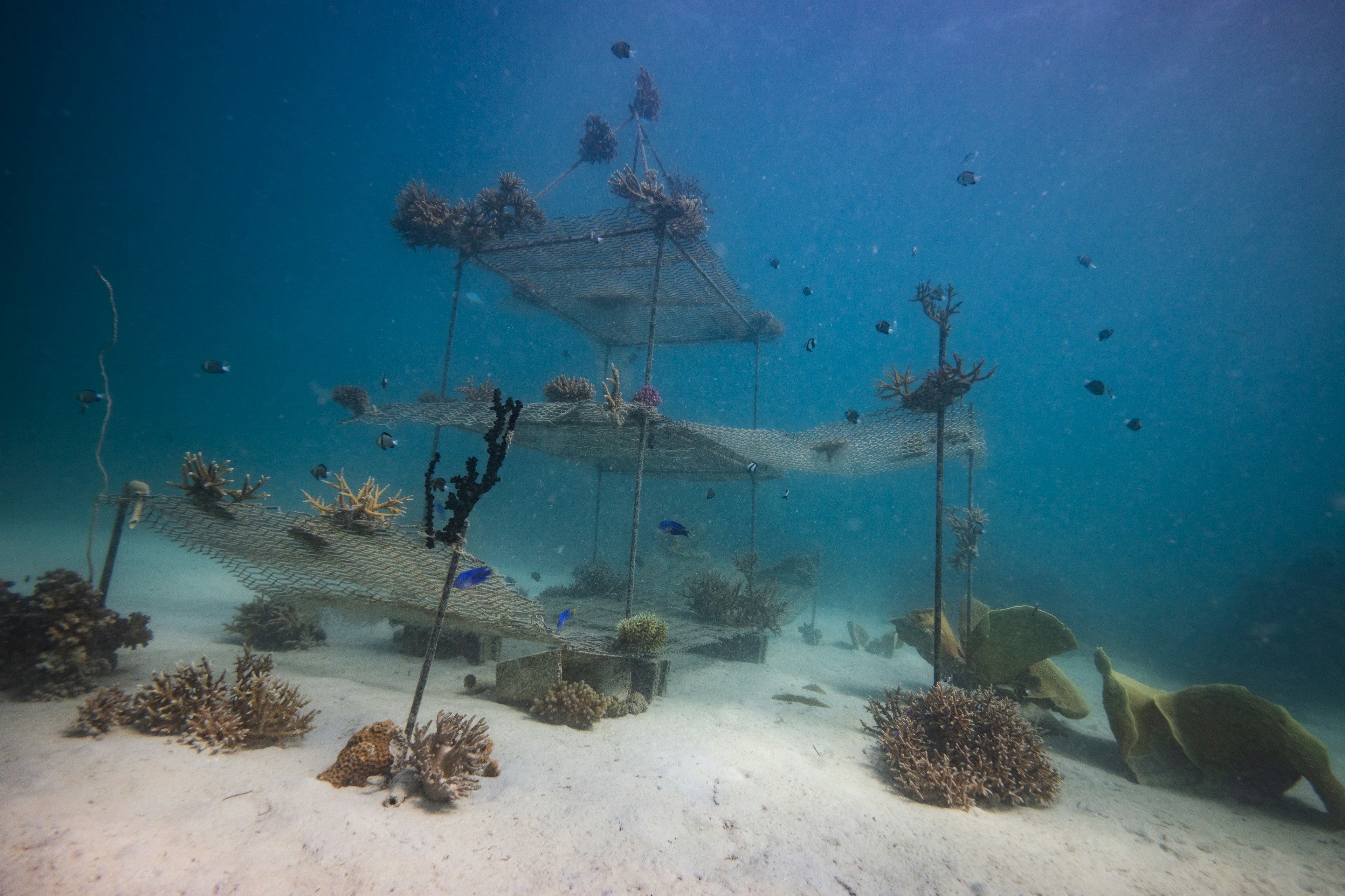 Transplanted coral grows on poles and metal mesh as part of a marine conversation project in Fiji