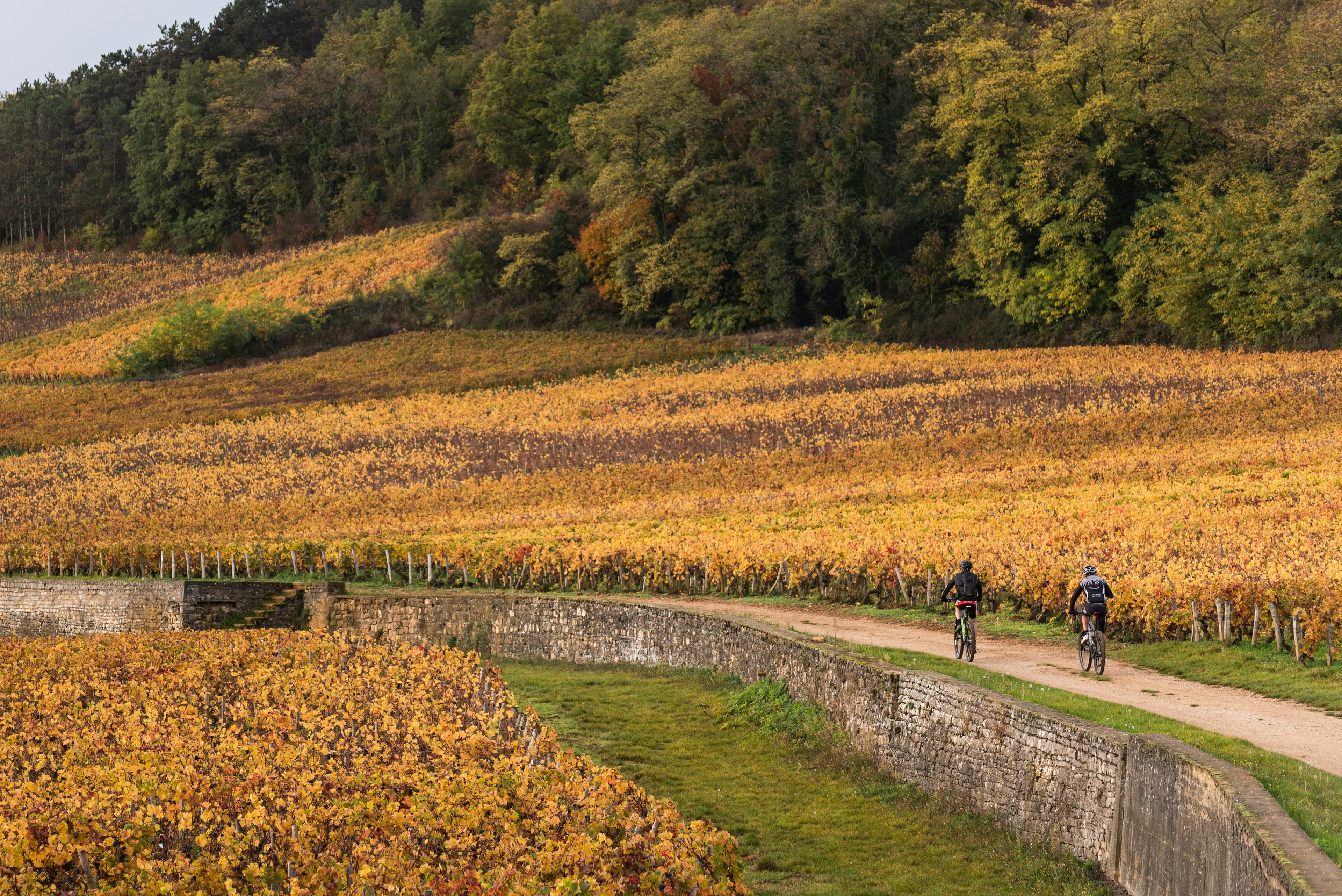 Two cyclists ride along a path that cuts through vineyards of Burgundy