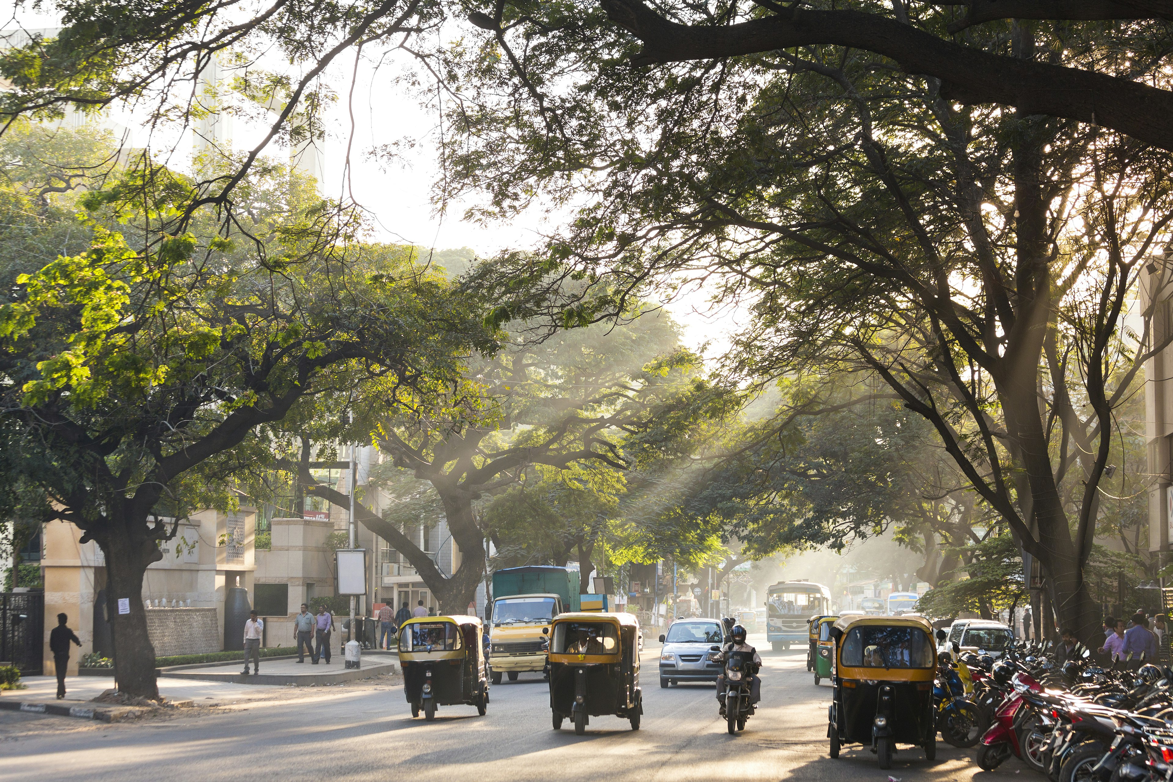 Yellow-and-black auto-rickshaws on a tree-lined street, Bangalore. Sunbeams are shining through the trees