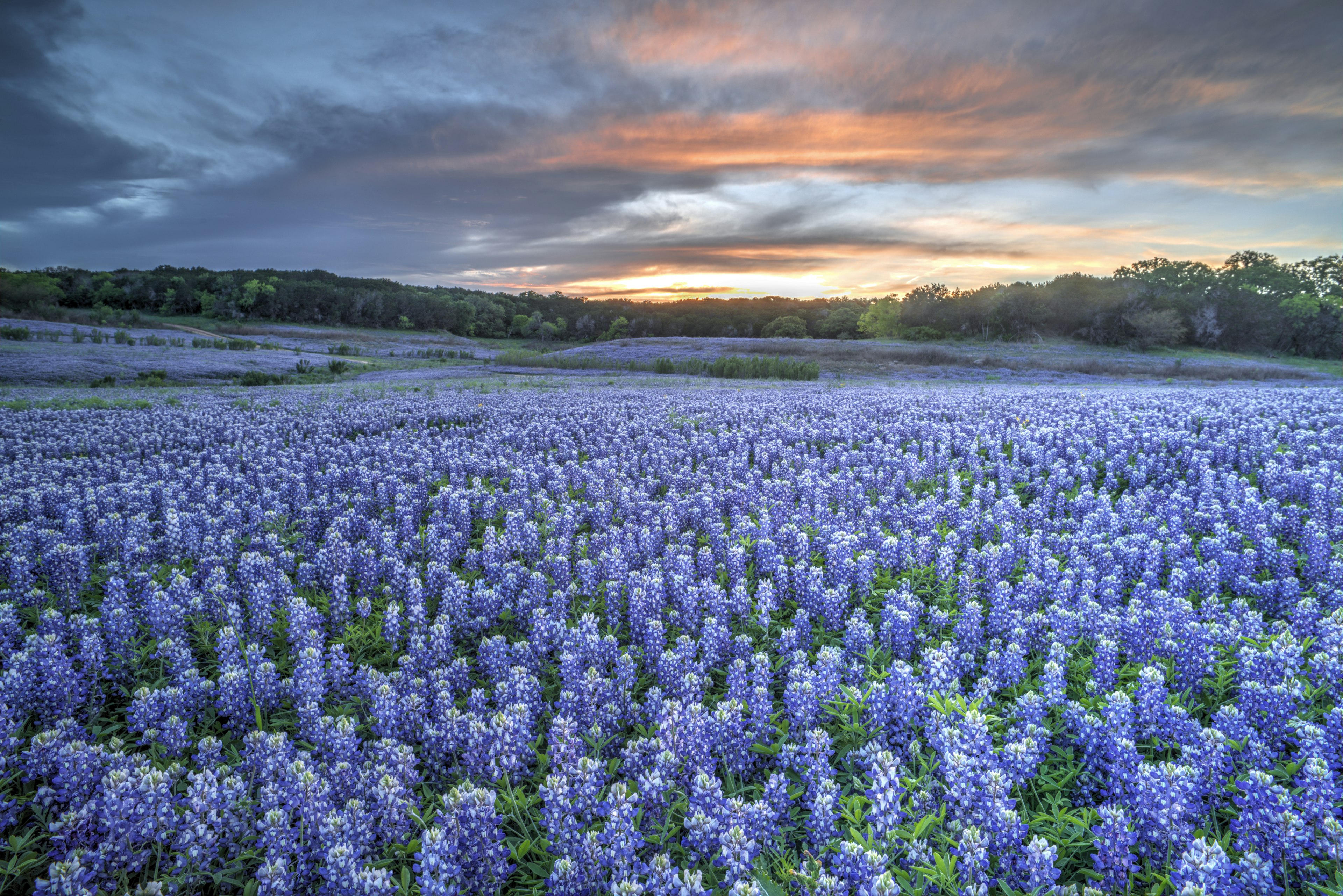 A Texas Hill Country field covered in bluebonnets