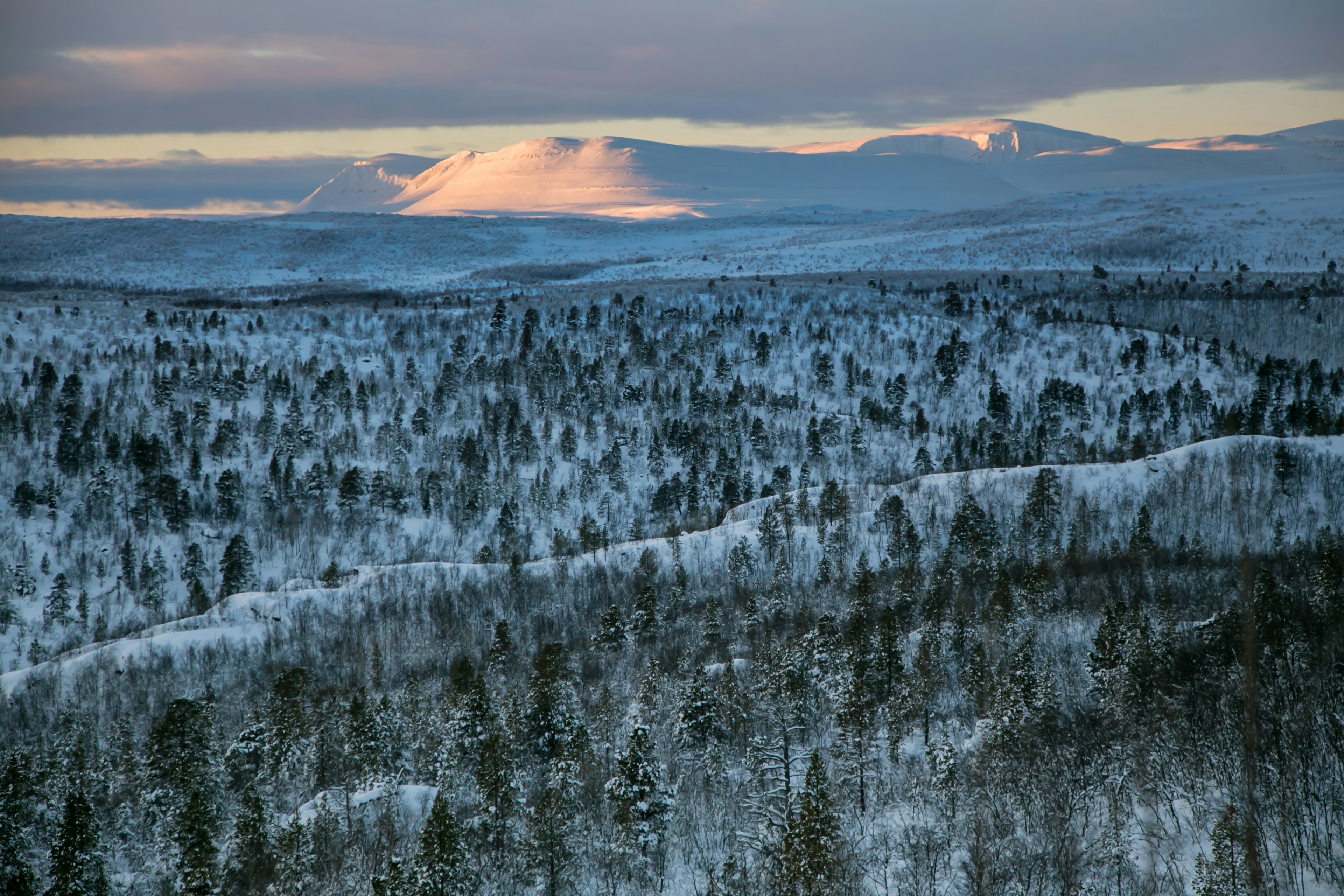 Pine forest in Stabbursdalen National Park