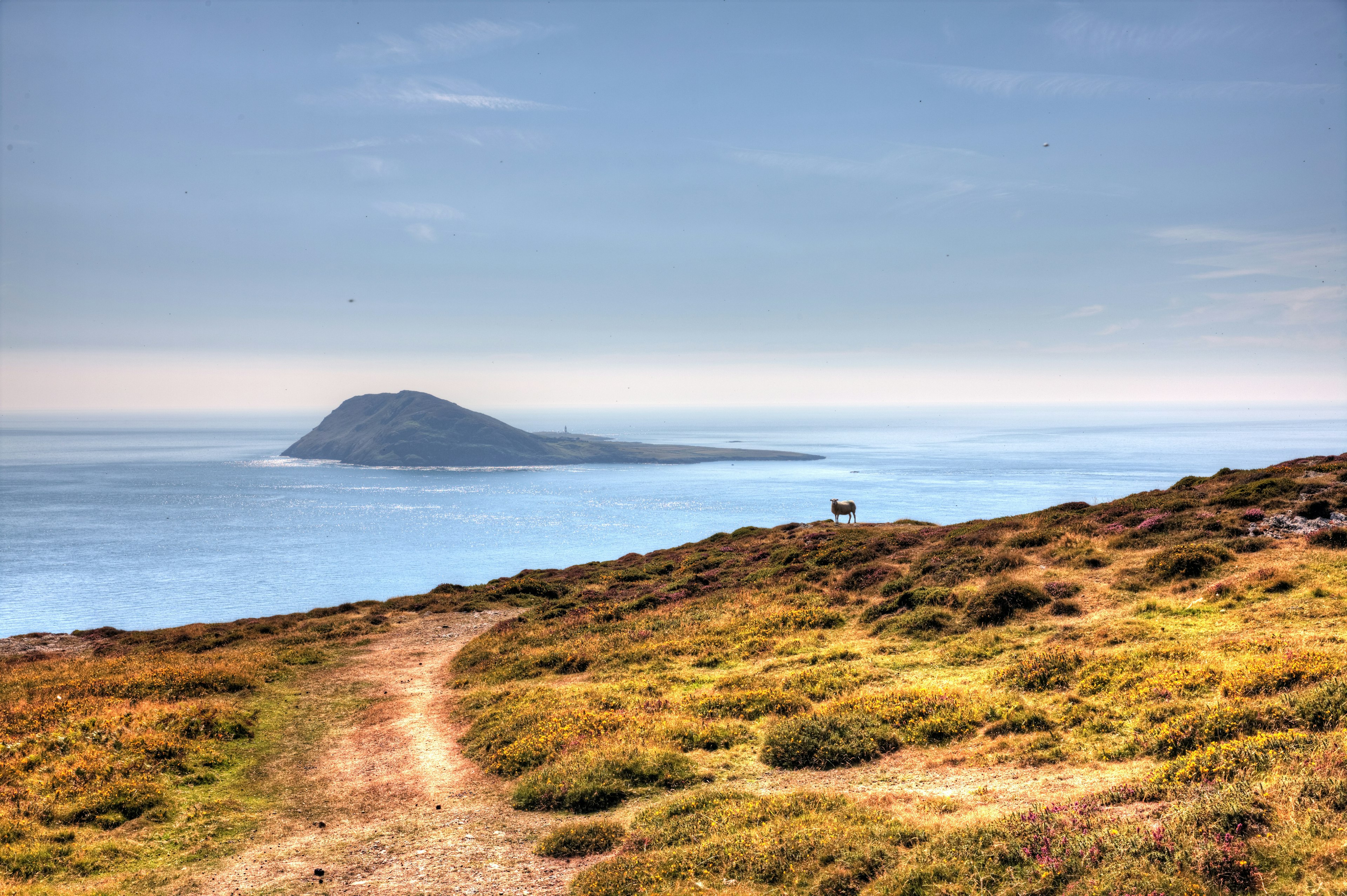 Solitary sheep on Welsh coastal headland overlooking Bardsey Island