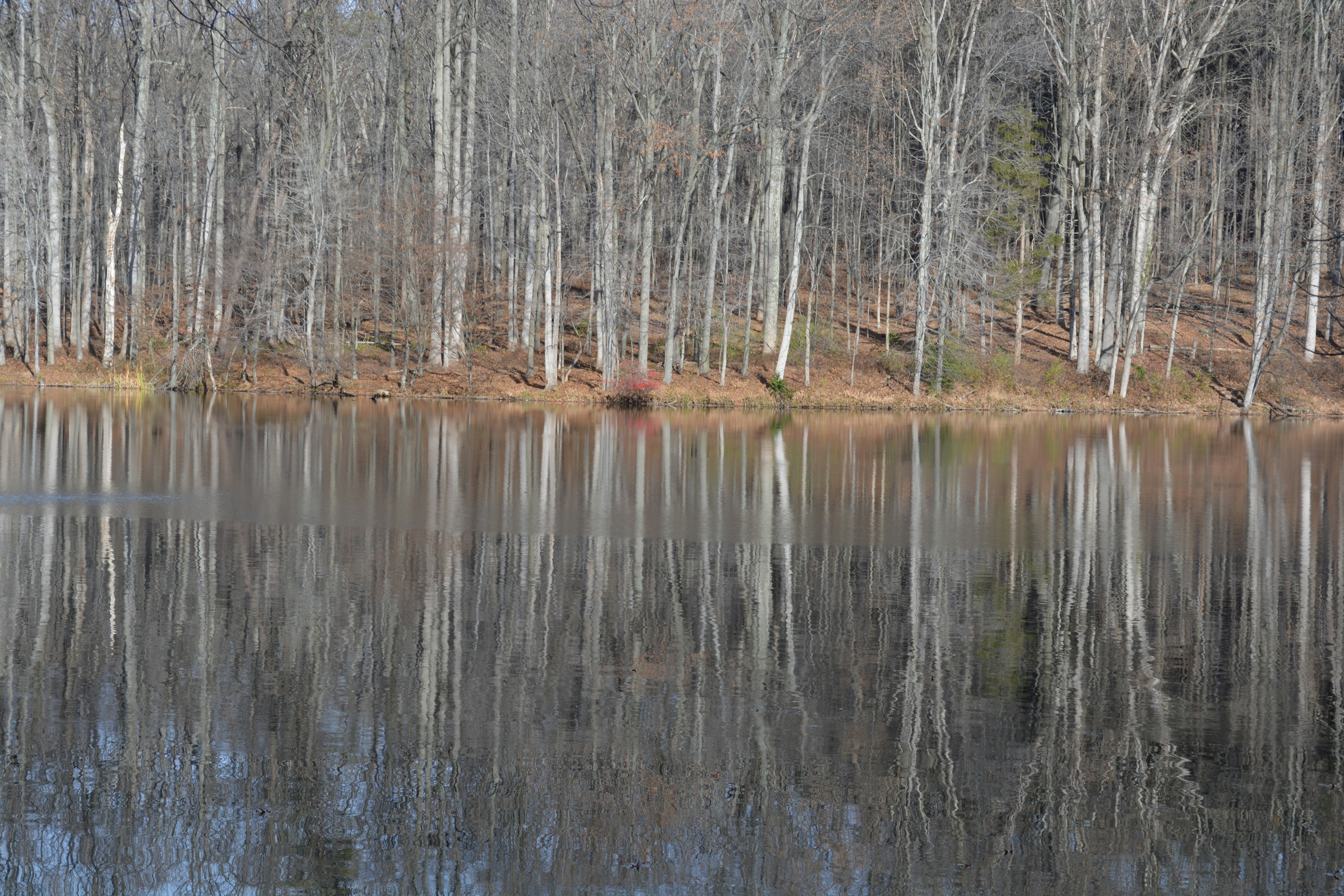 A woodland viewed from across a body of water. The trees are tightly packed together