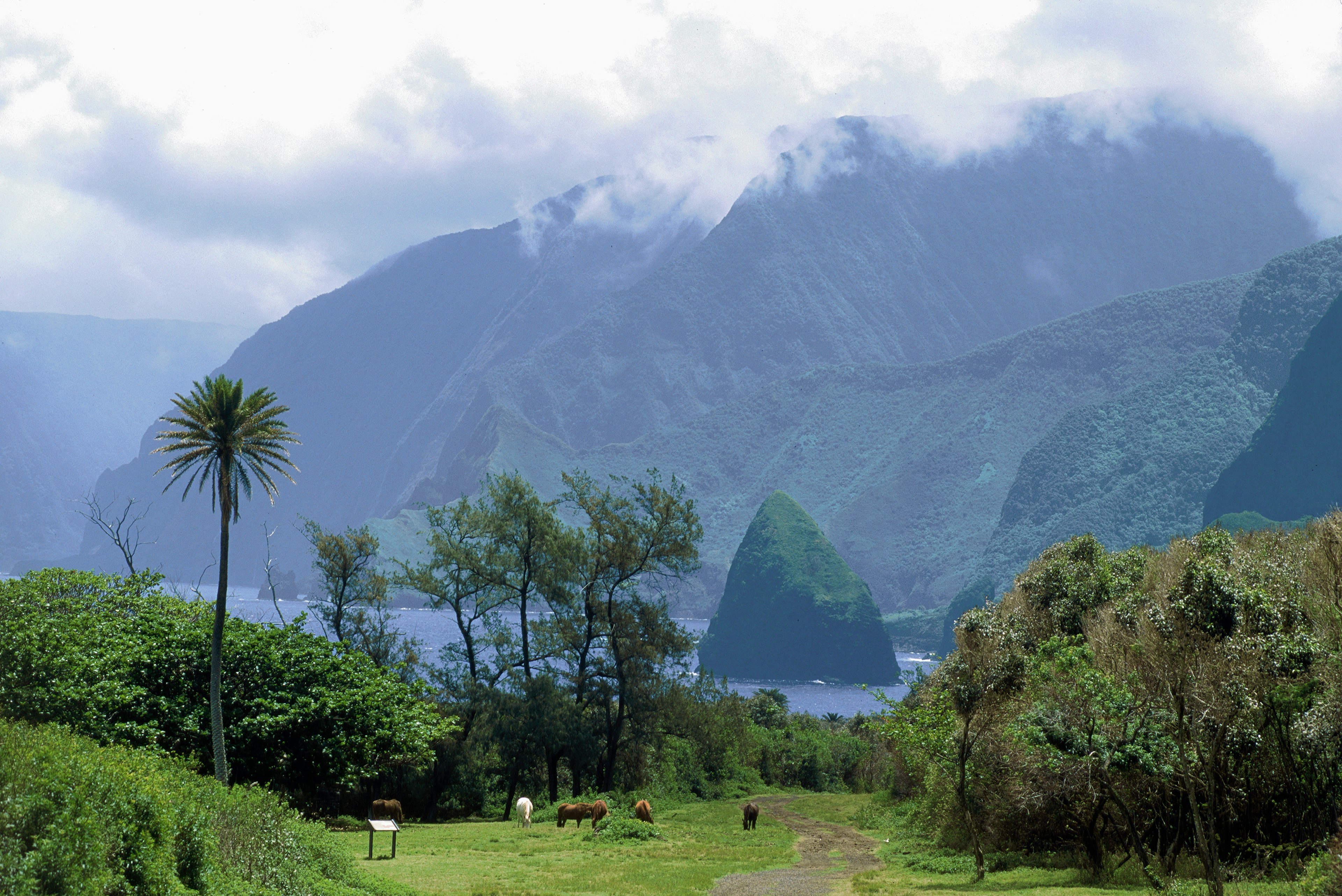 Horses graze on farmland with sheer cliffs rising from the sea behind them