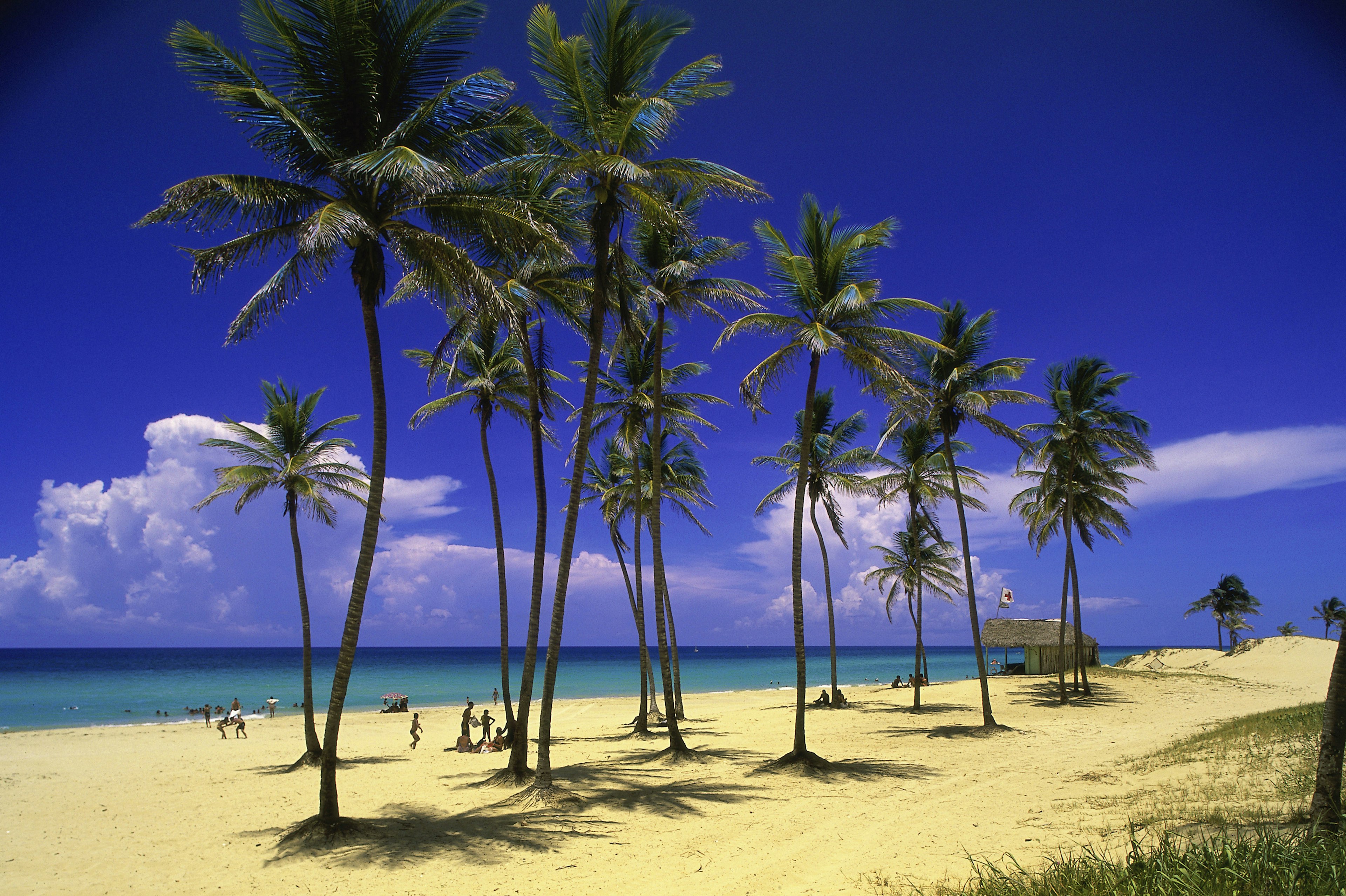 The palm trees of Playas del Este in Havana