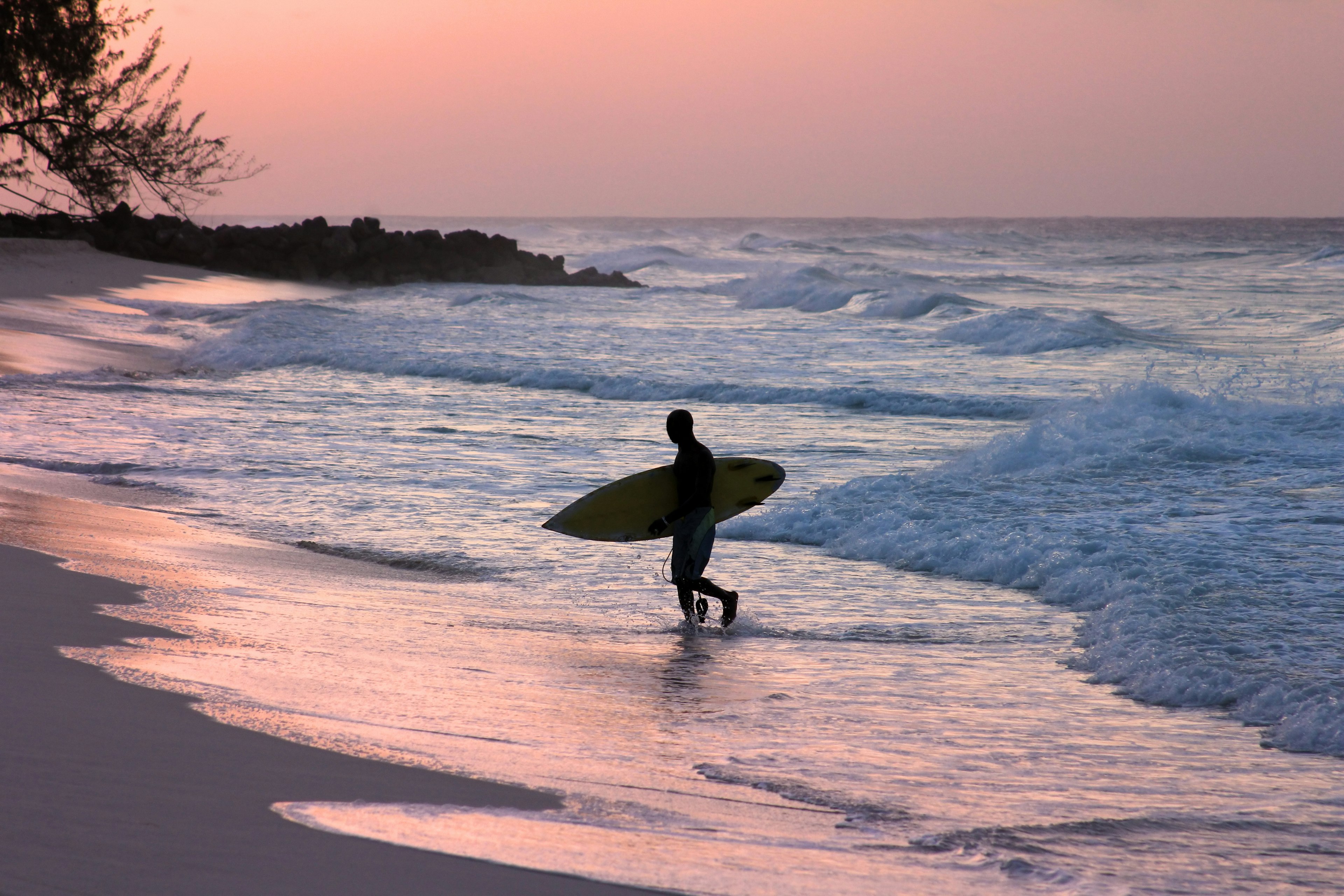 Surfer emerging from the waves at sunset in Barbados