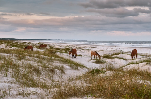 A serene landscape and seascape with a group of red brown wild horses leisurely grazing on the white sandy beach