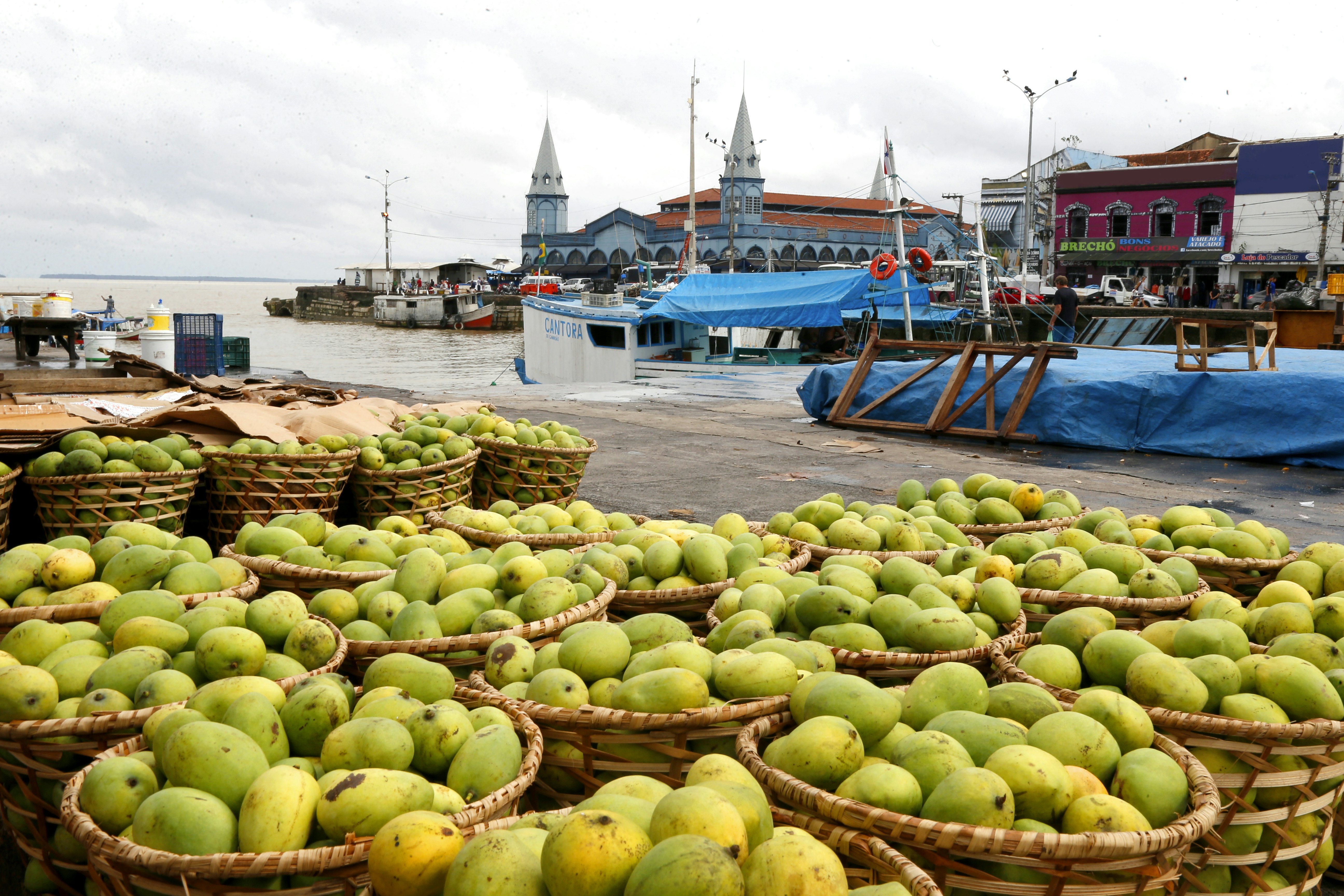 Baskets with mangoes (Mangifera indica) exposed for sale at a traditional market in Brazil.