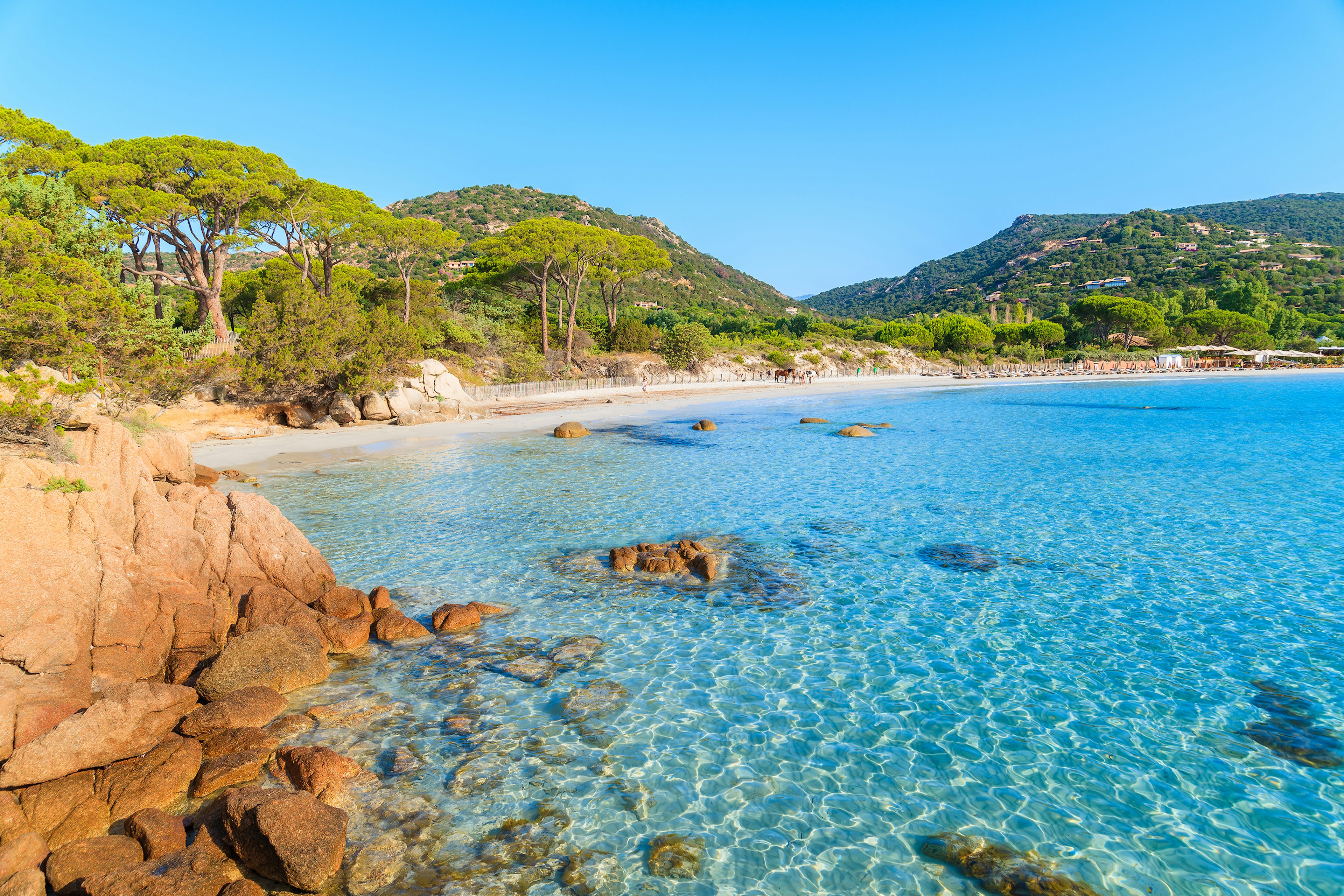 Horses stand on the shore of a beautiful sandy cove