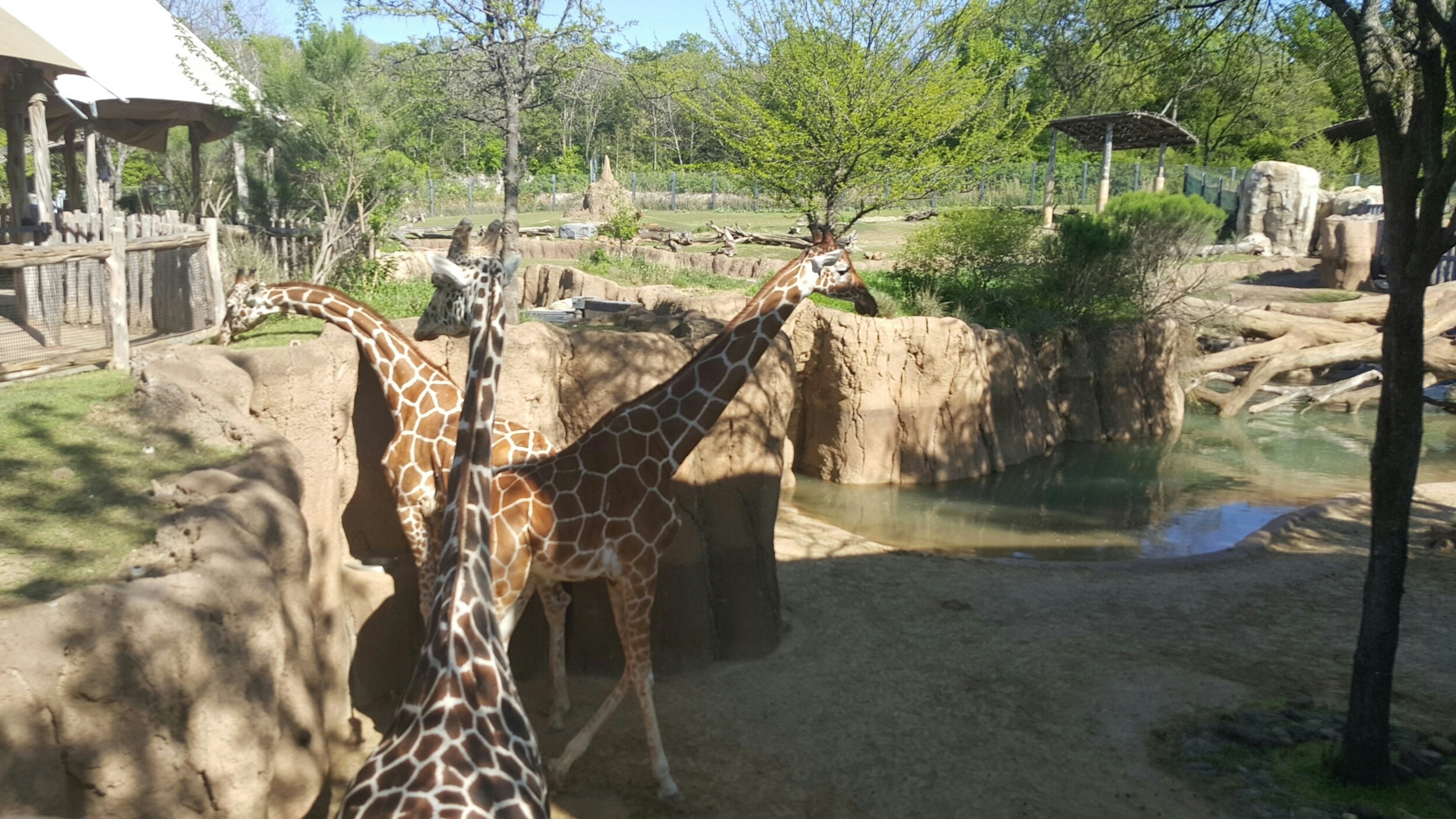 Giraffe At Zoo