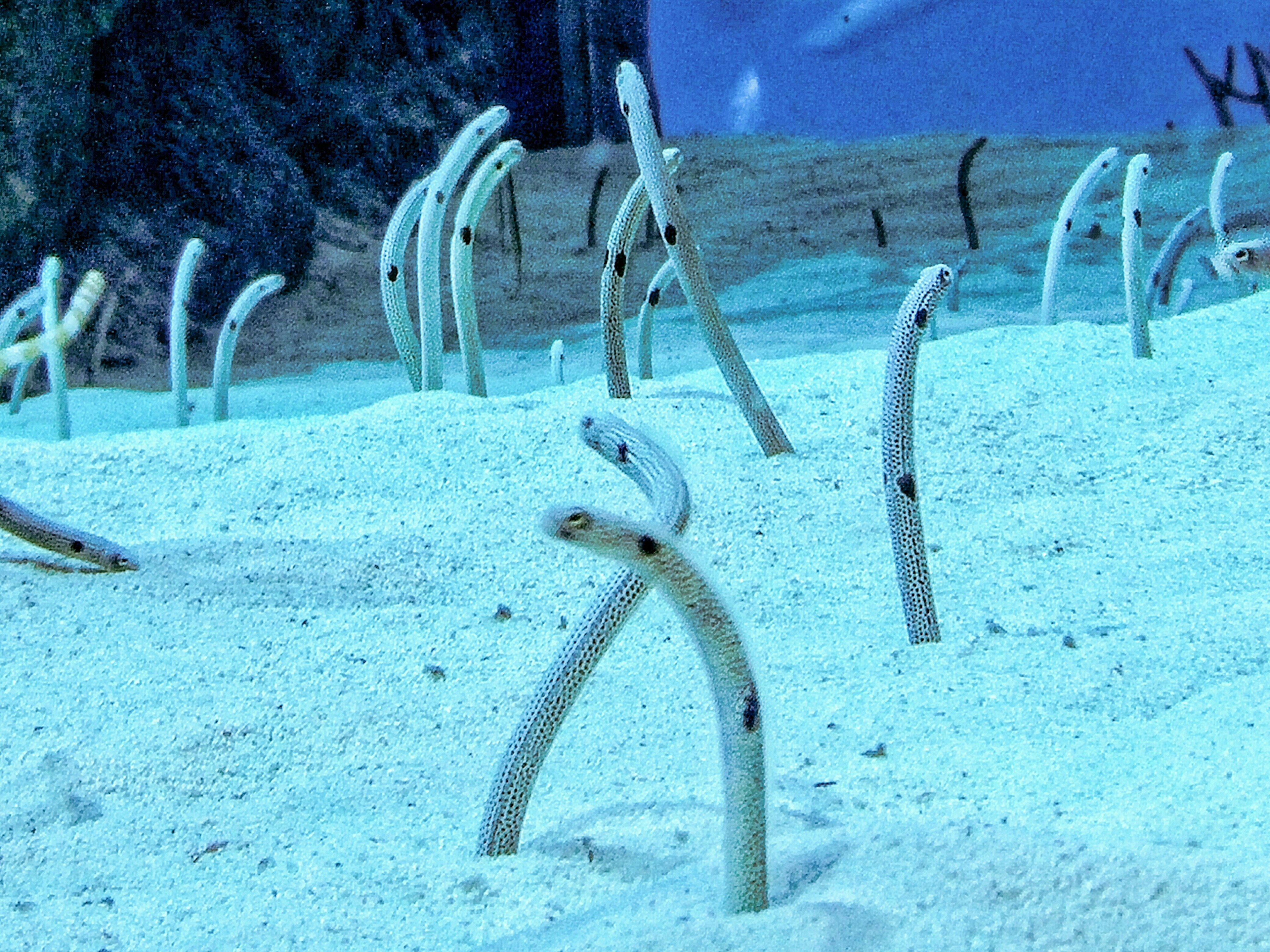 Garden Eels In Aquarium