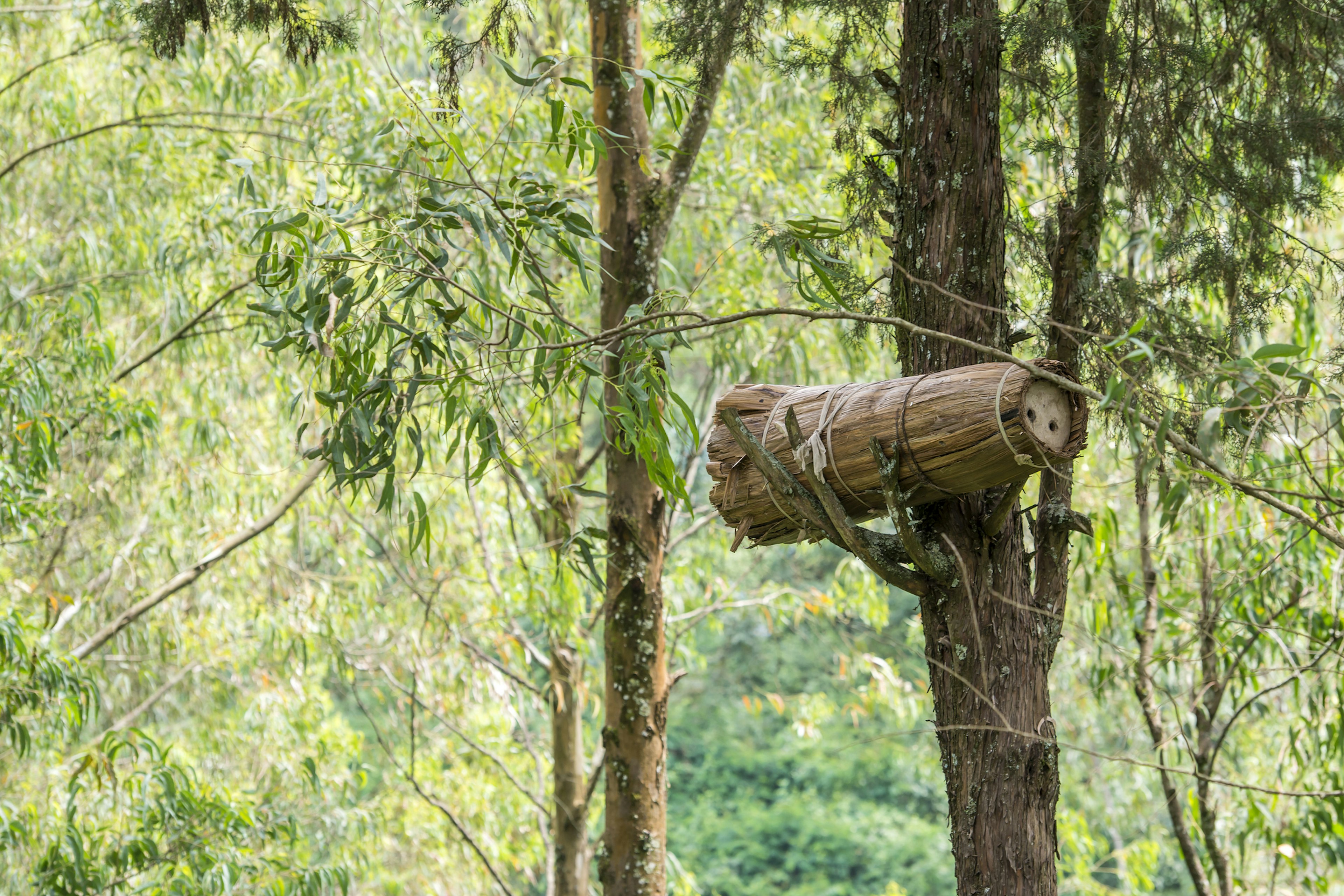 A traditional beehive situated in a tree