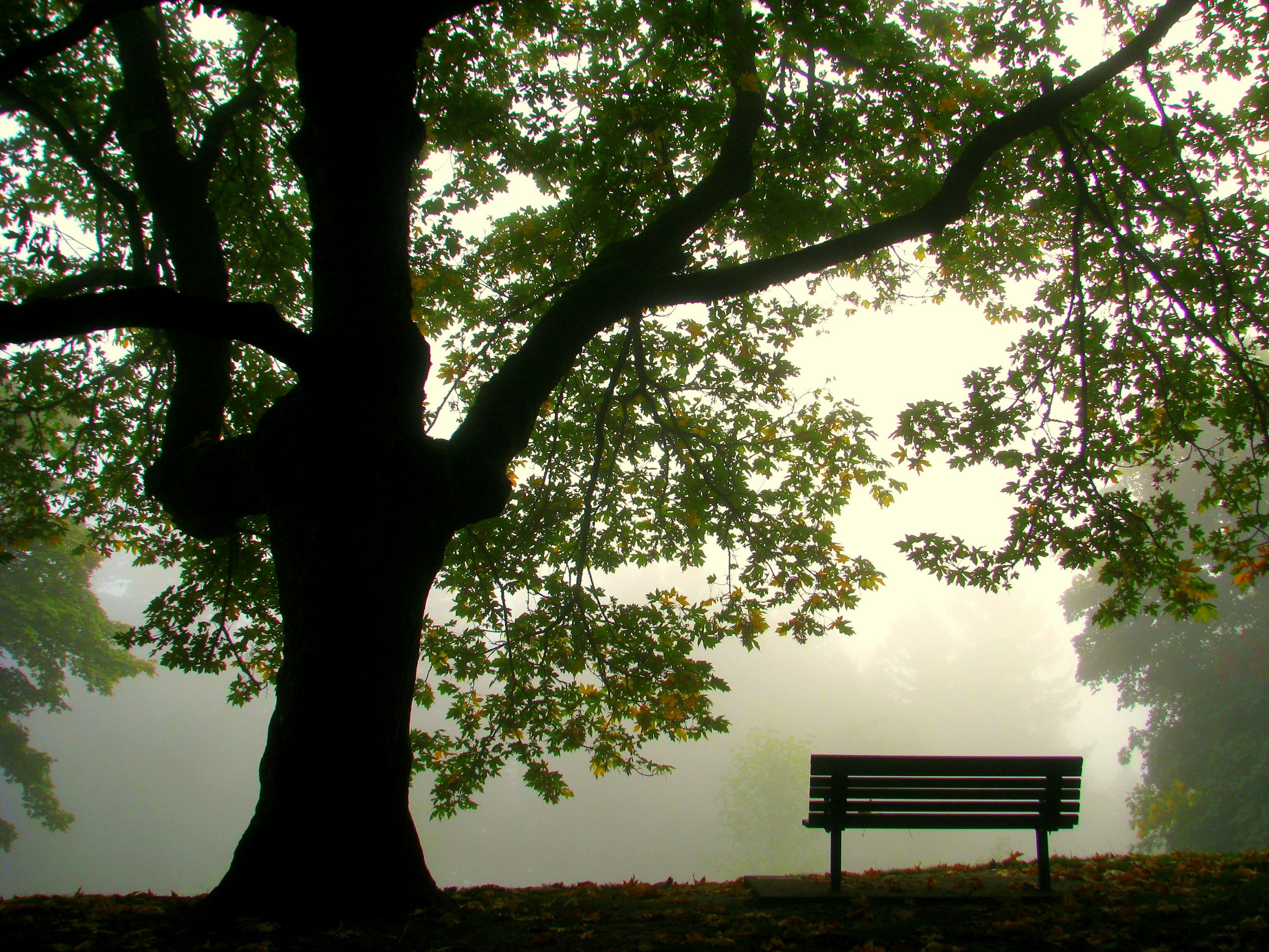 Foggy morning view from Mt. Tabor in Portland, Oregon