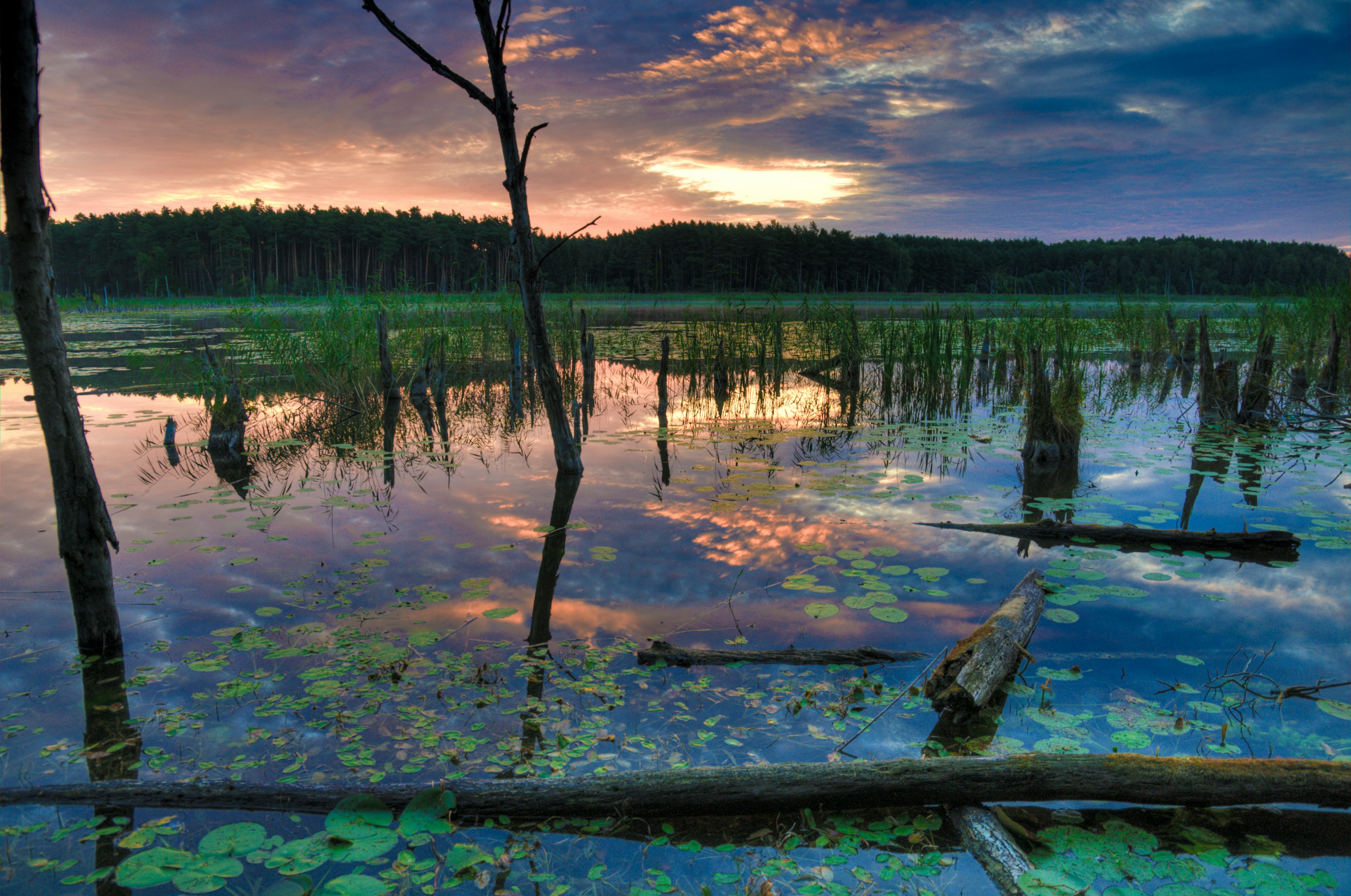 Mühlensee in Müritz National Park, Germany