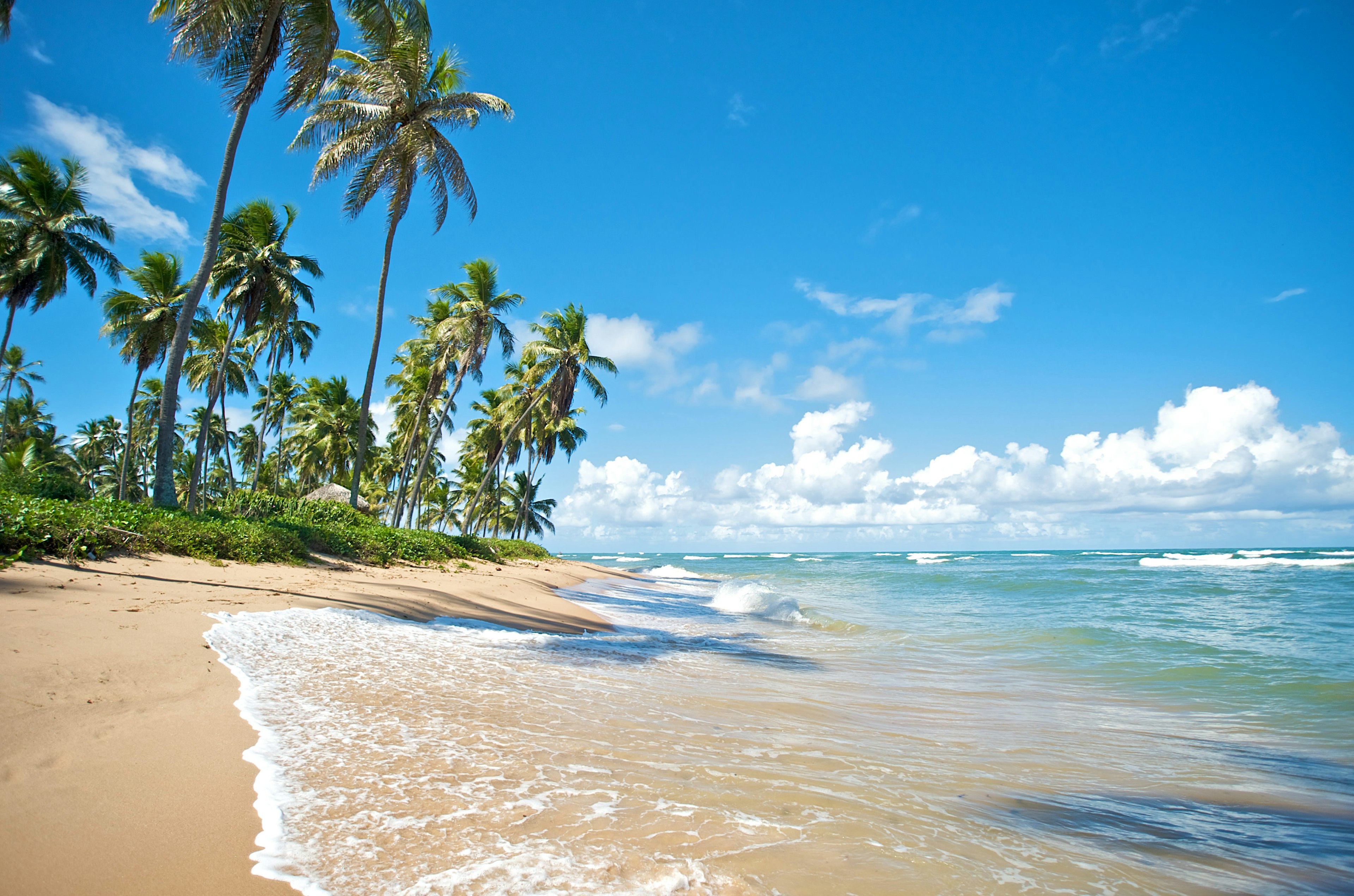 Tropical beach with palm trees and white sand in Salvador de Bahia, Brazil