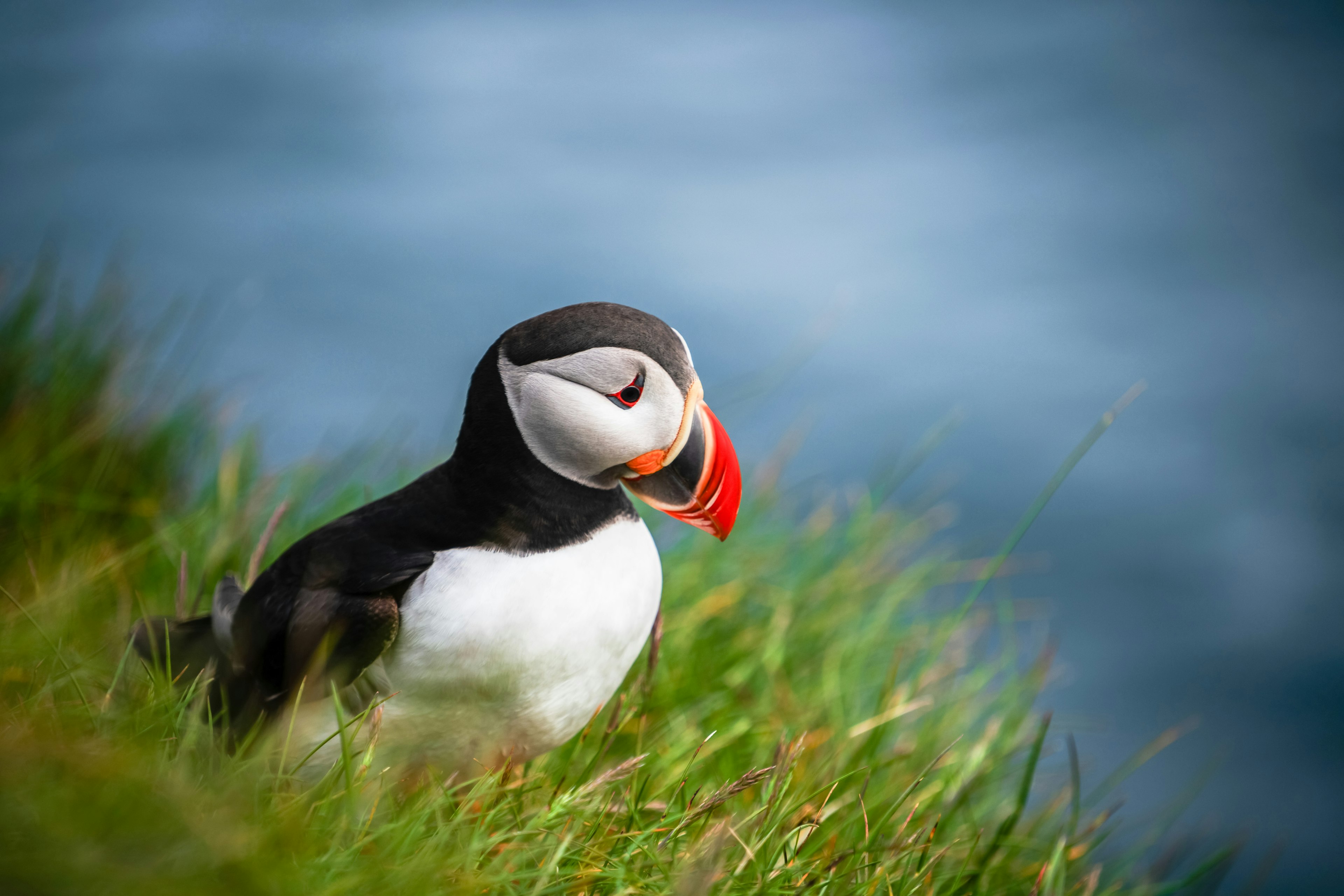 Puffins can be easily spotted on boat tours to the islands off Reykjavík's Old Harbor. Getty Images