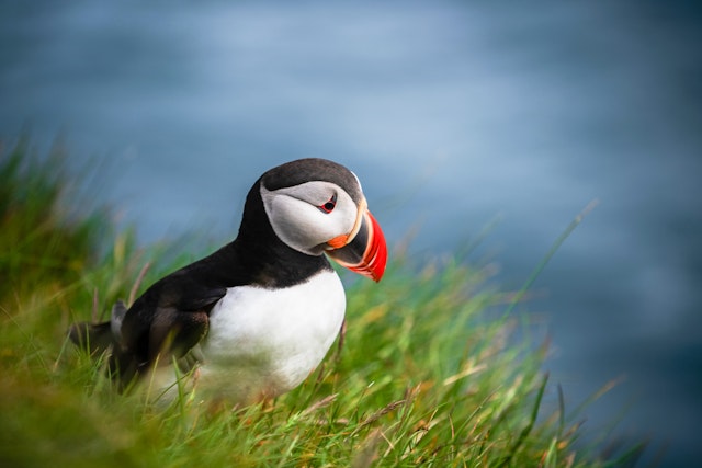 Puffins can be easily spotted on boat tours to the islands off Reykjavík's Old Harbor. Getty Images