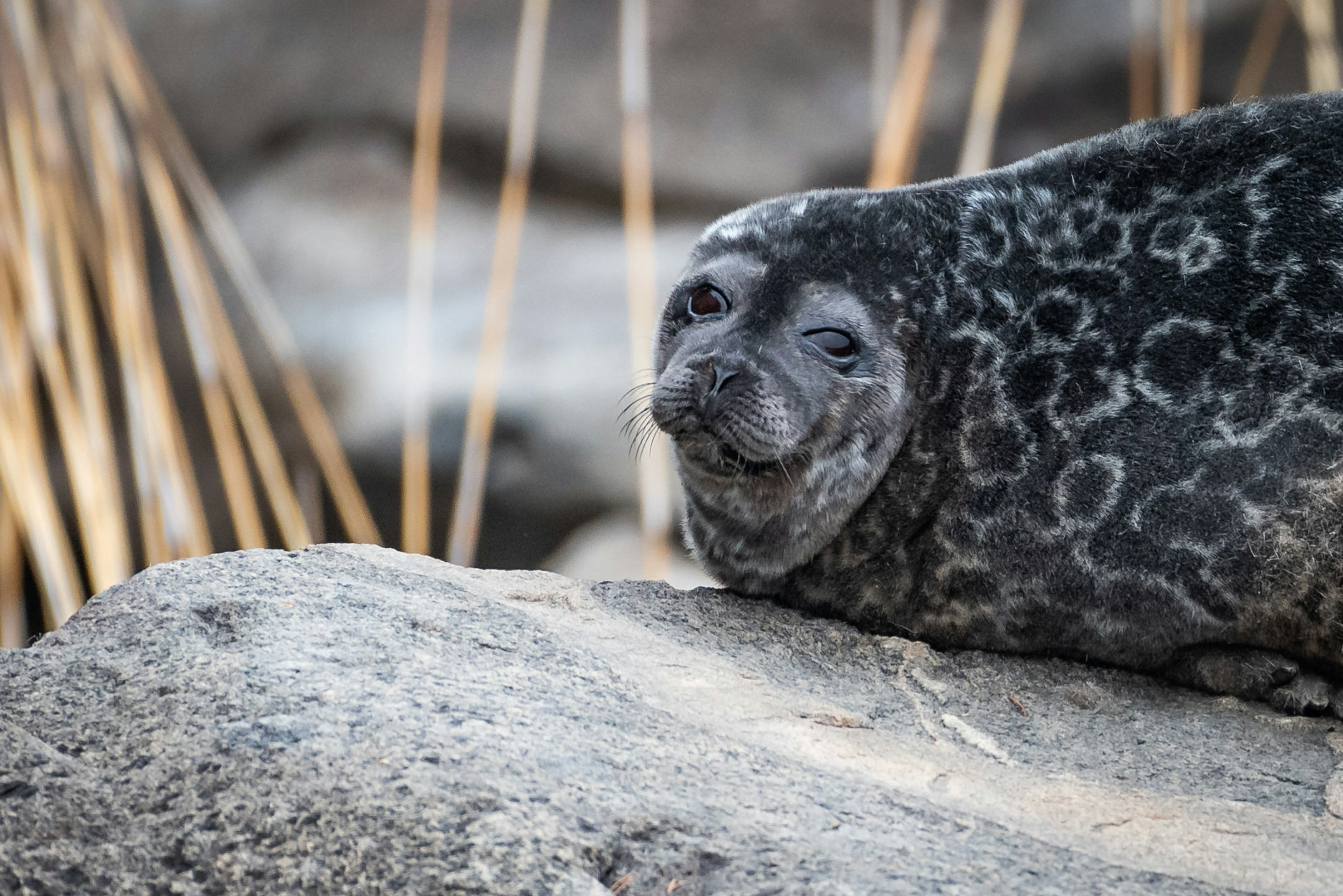 A Saimaa Ringed Seal at Linnansaari National Park, Finland