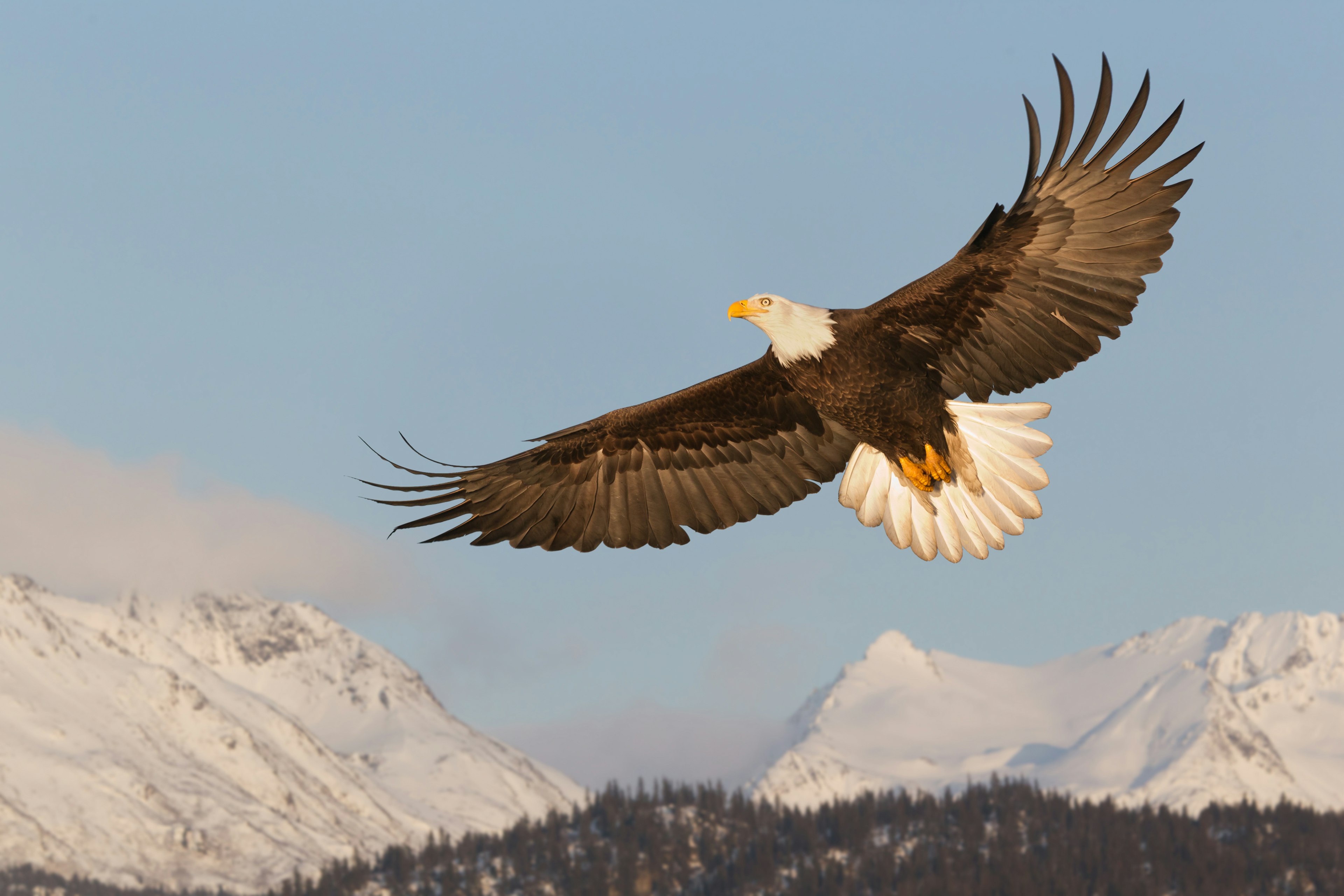 Bald Eagle Soaring Over Mountains