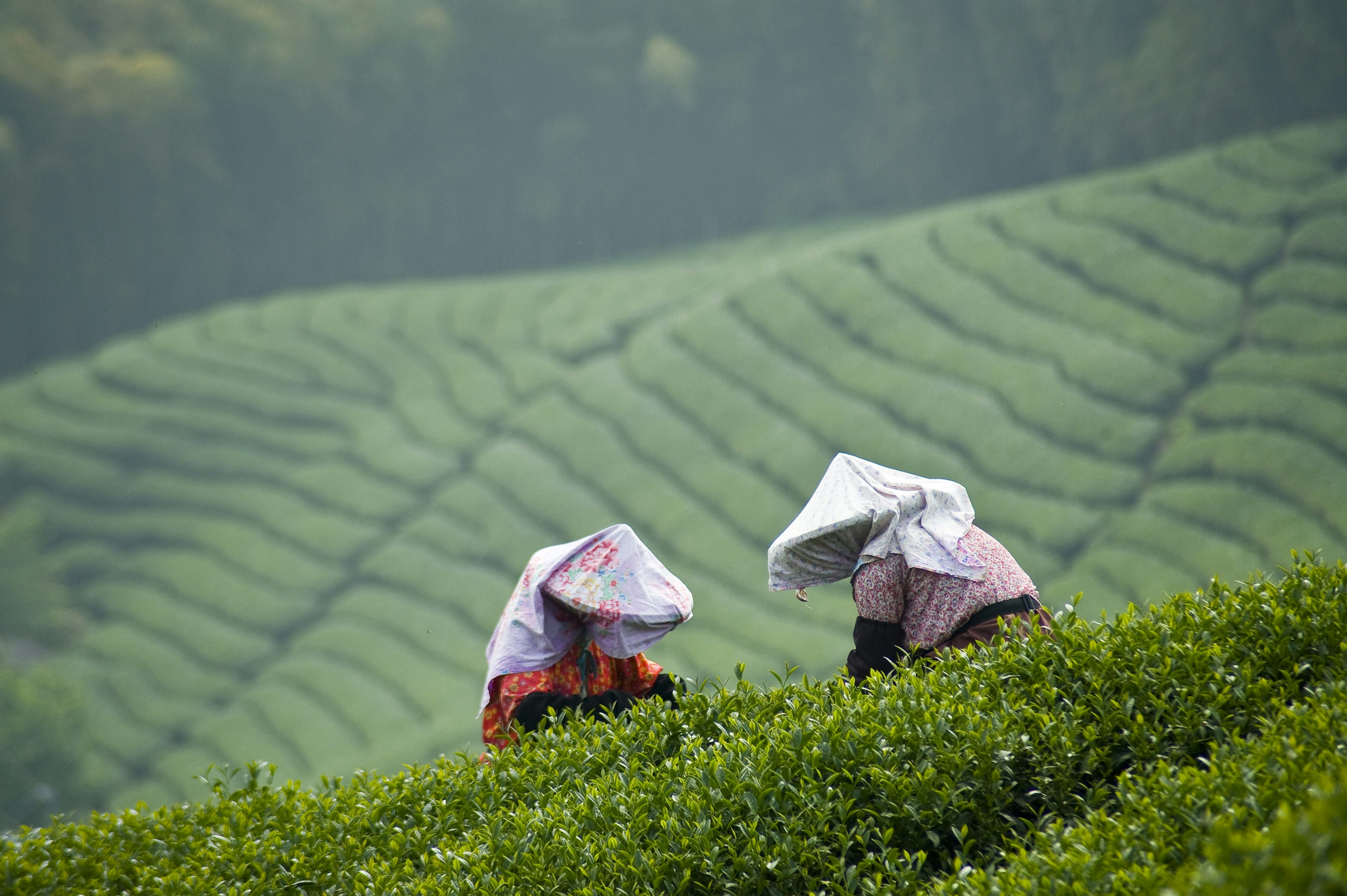 Two Taiwanese women pick tea leaves in conical hats in the hills of Tawian