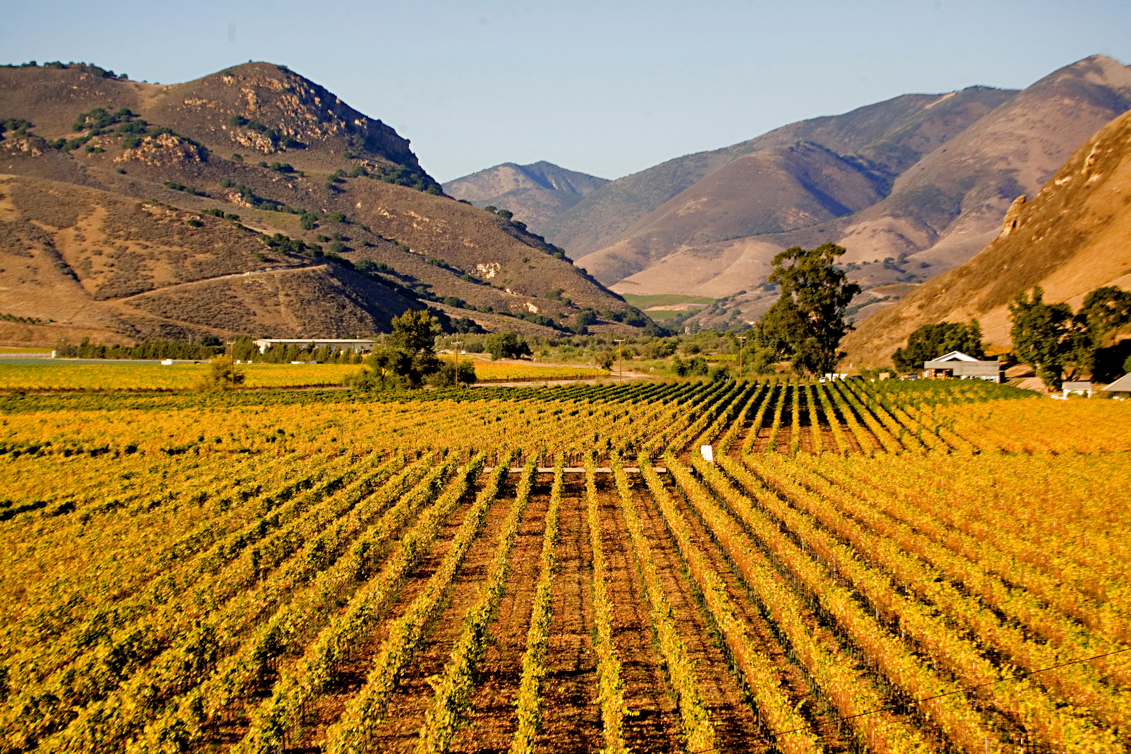 Vineyards at harvest time, Los Olivos, Santa Barbara County, California.