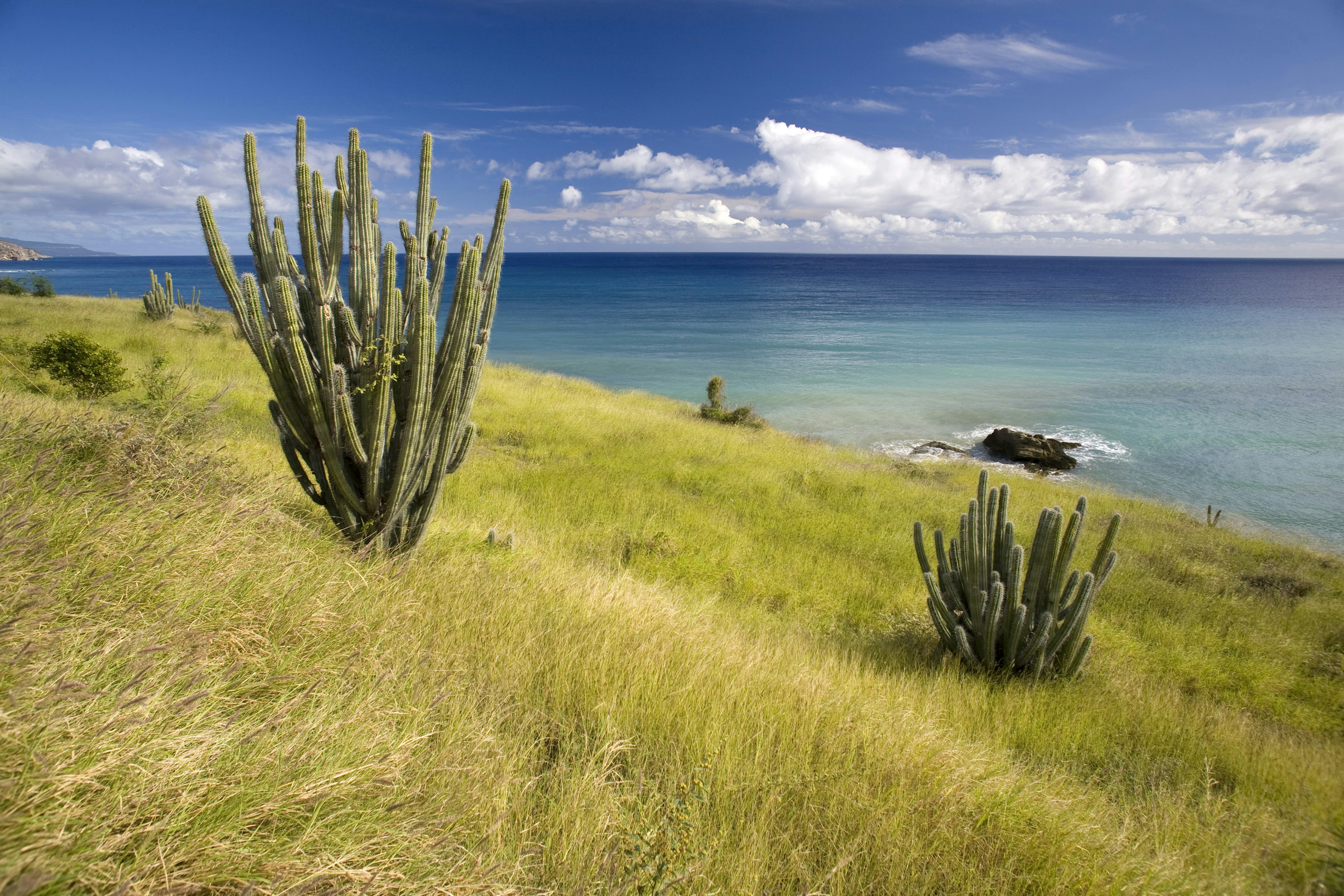 Cacti at the coast, province of Guantanamo, Cuba