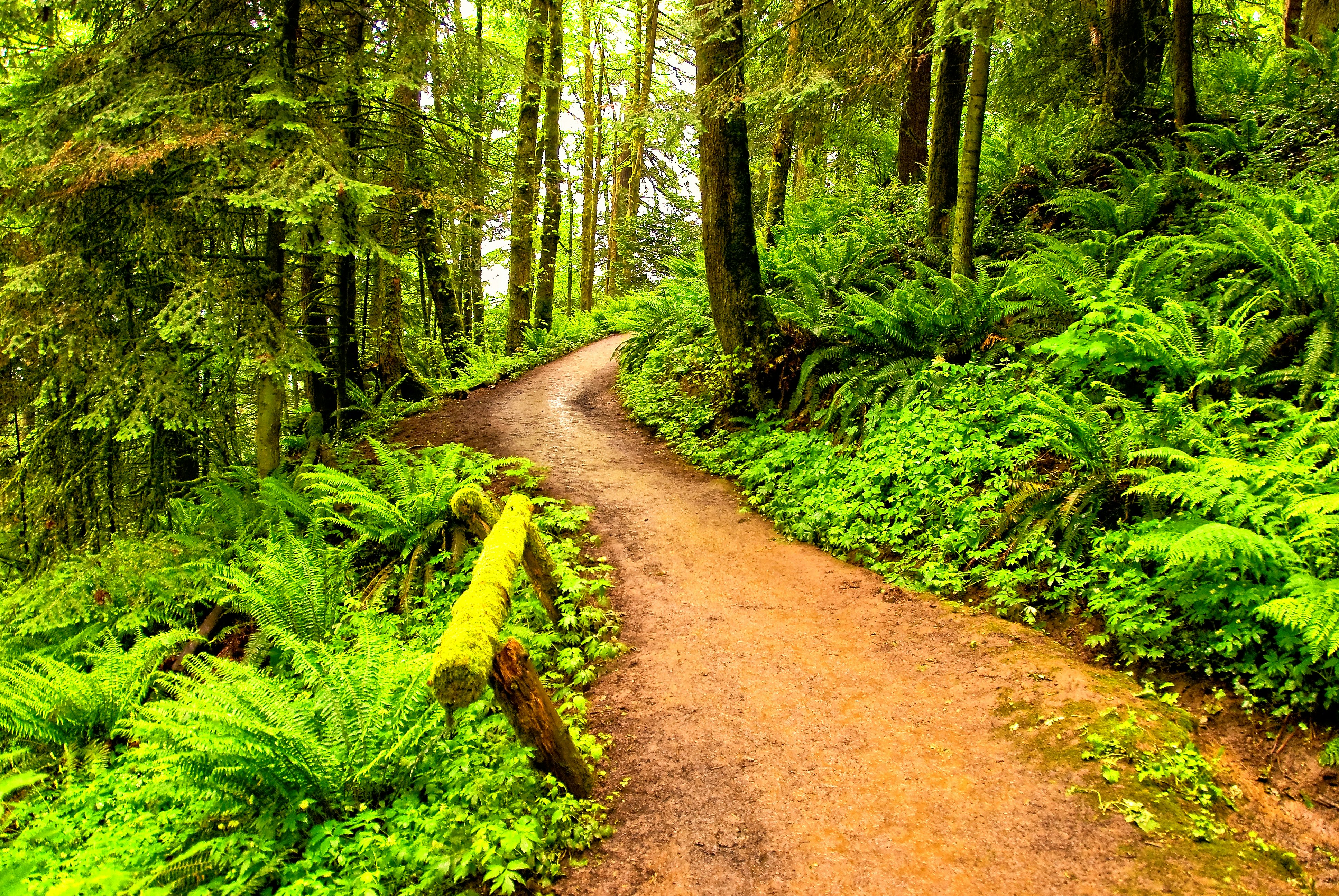 Footpath through Forest Park in Portland, Oregon