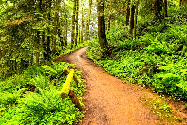 A muddy foot path through verdant greenery in Forest Park, Portland, Oregon, USA