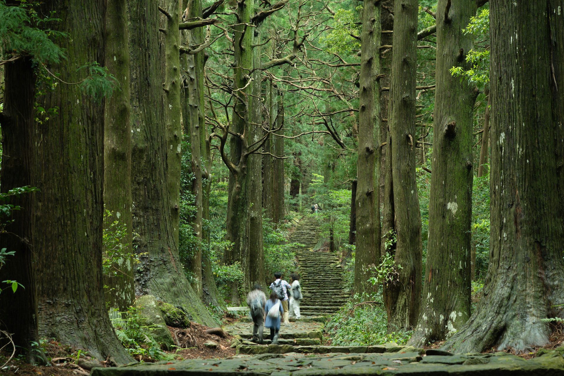 Two walkers on a staircase lined by giant trees along the Kumano Kodo pilgrimage route, Wakayama, Honshū, Japan