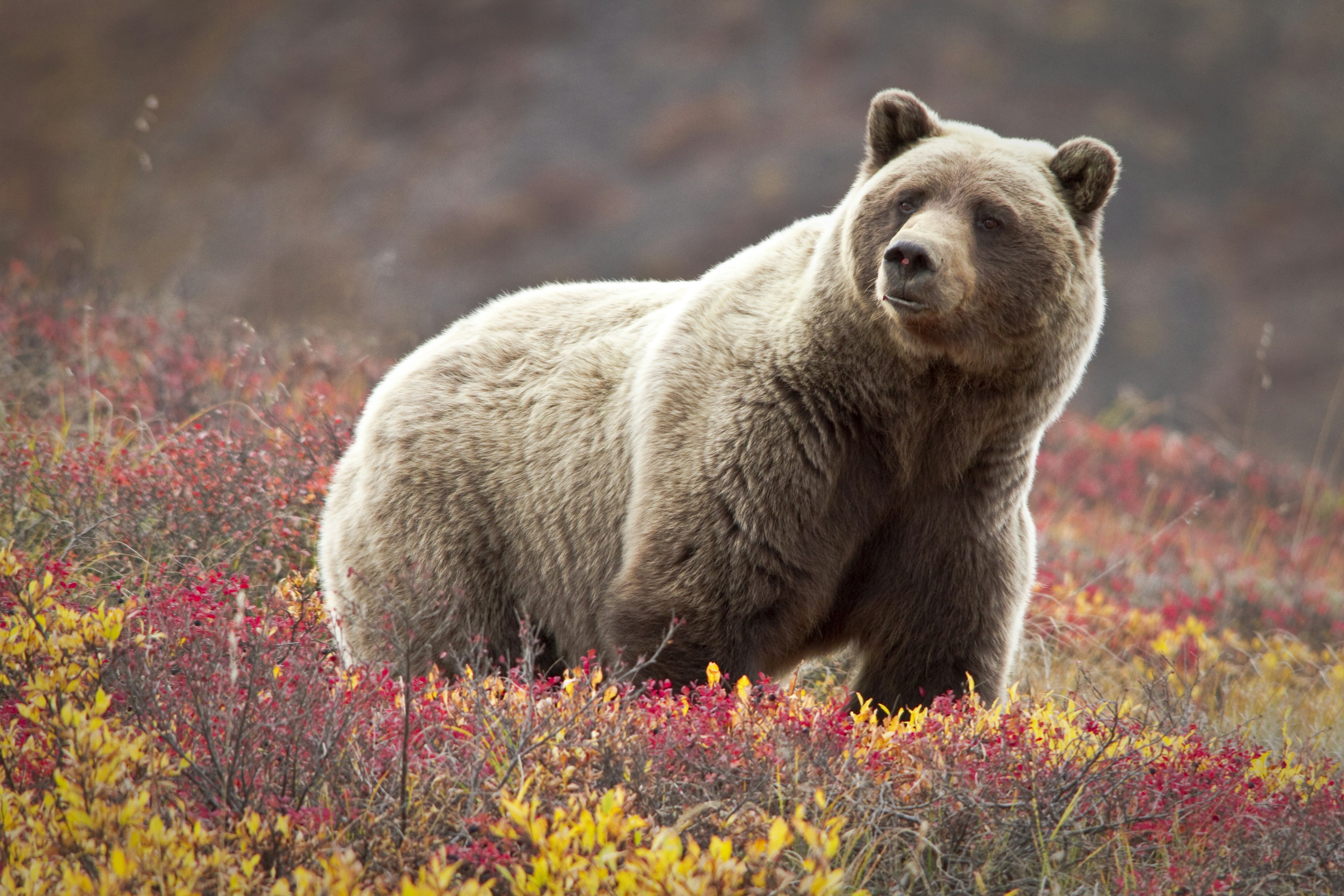 A sow grizzly bear in the middle of a park