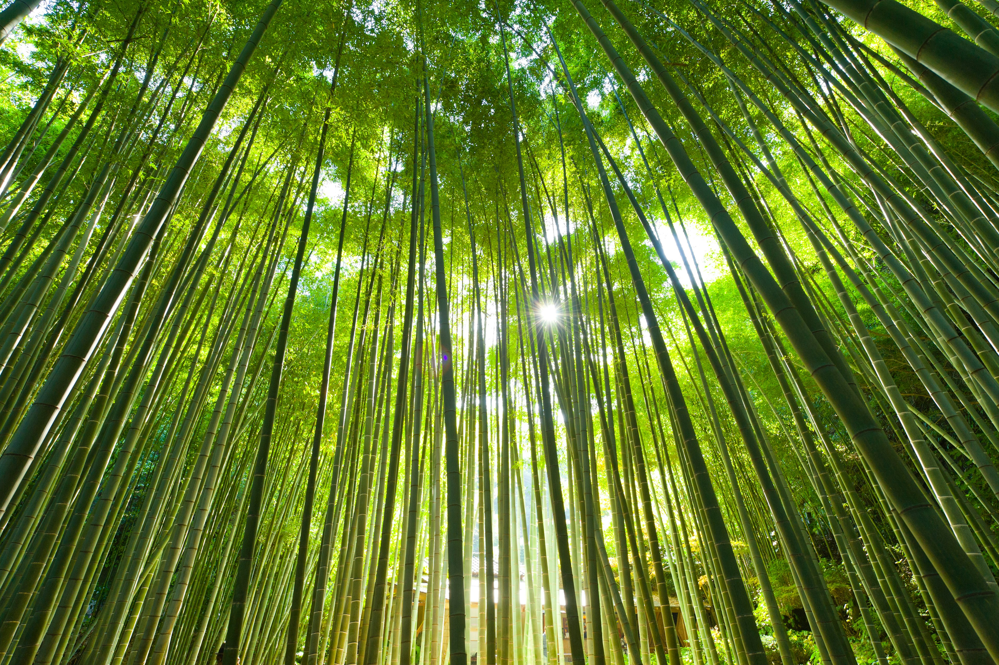 kamakura