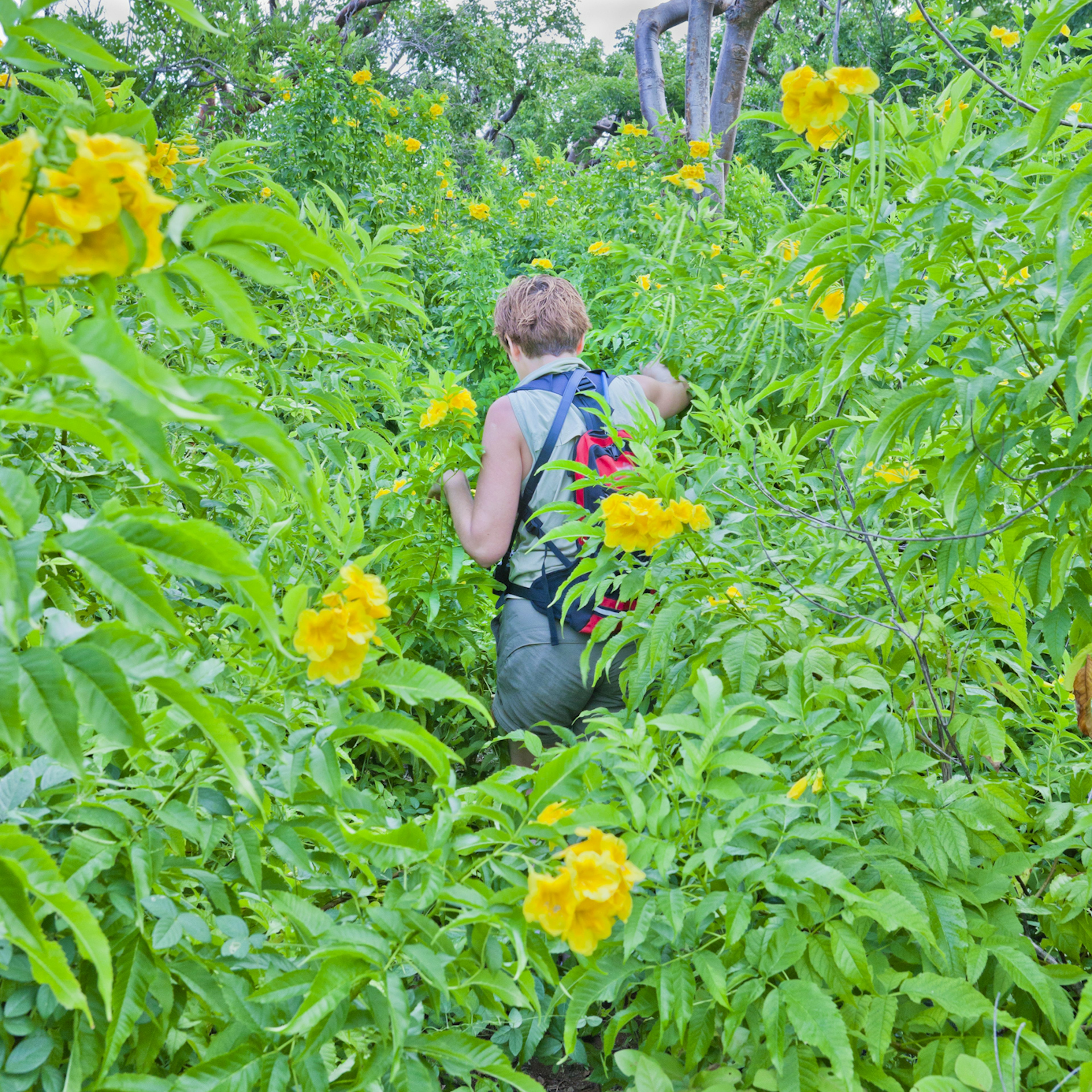 Walking through flowers, Cayman Brac