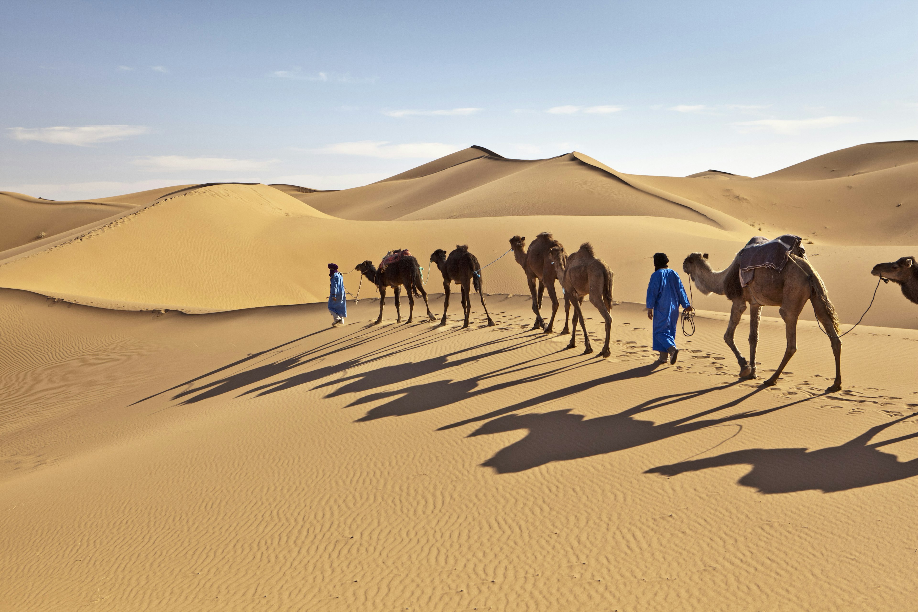 Camel drivers and camel caravan walk along the sand dunes in Erg Chigaga, Morocco