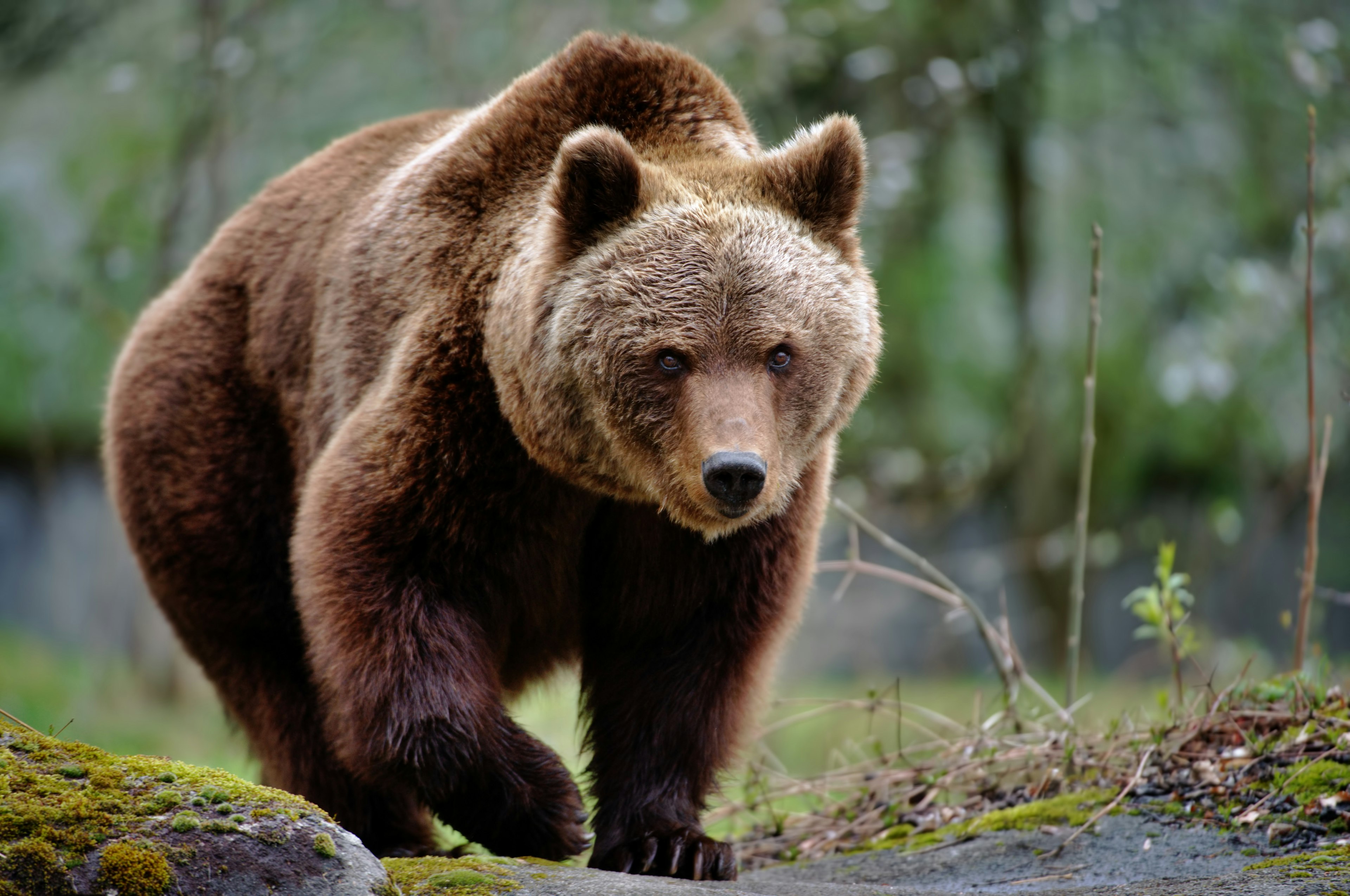 A huge furry brown bear approaches the camera