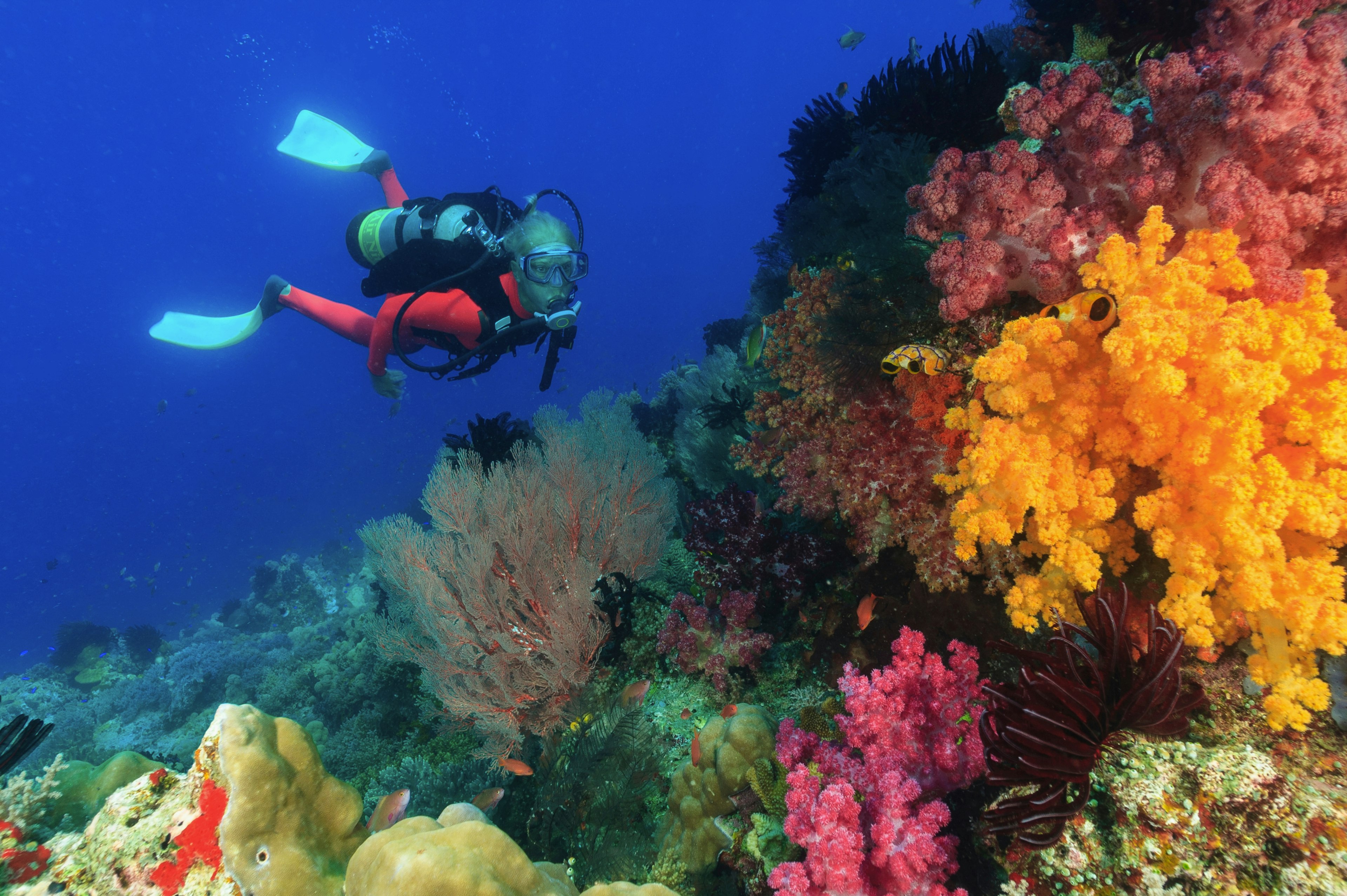 Diver exploring a coral reef off the coast of Papua in Indonesia