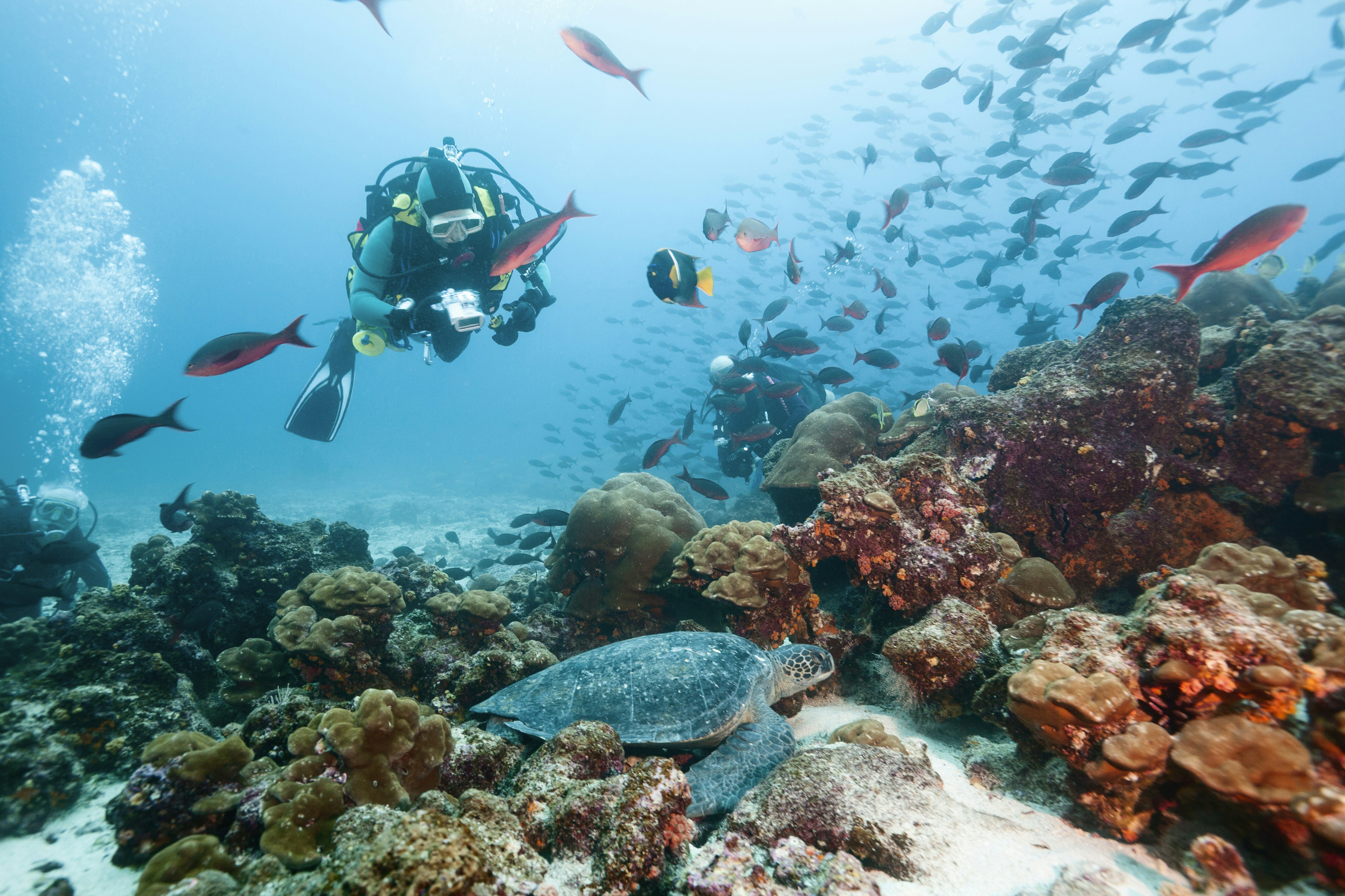 A diver viewing an endangered green sea turtle that's paused on a sandy ocean floor next to a reef